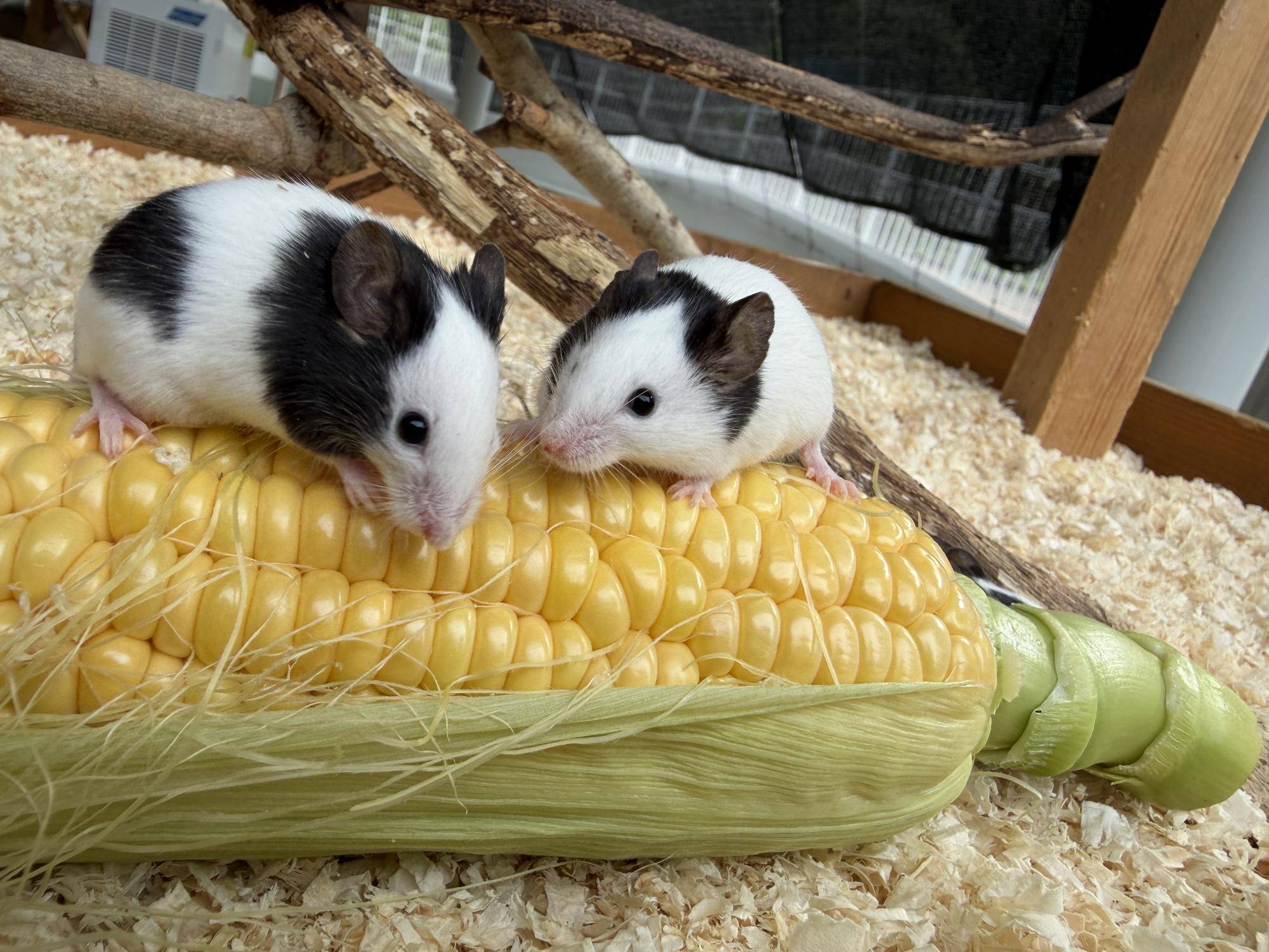 とうもろこしの上に乗るハツカネズミ②.jpg
