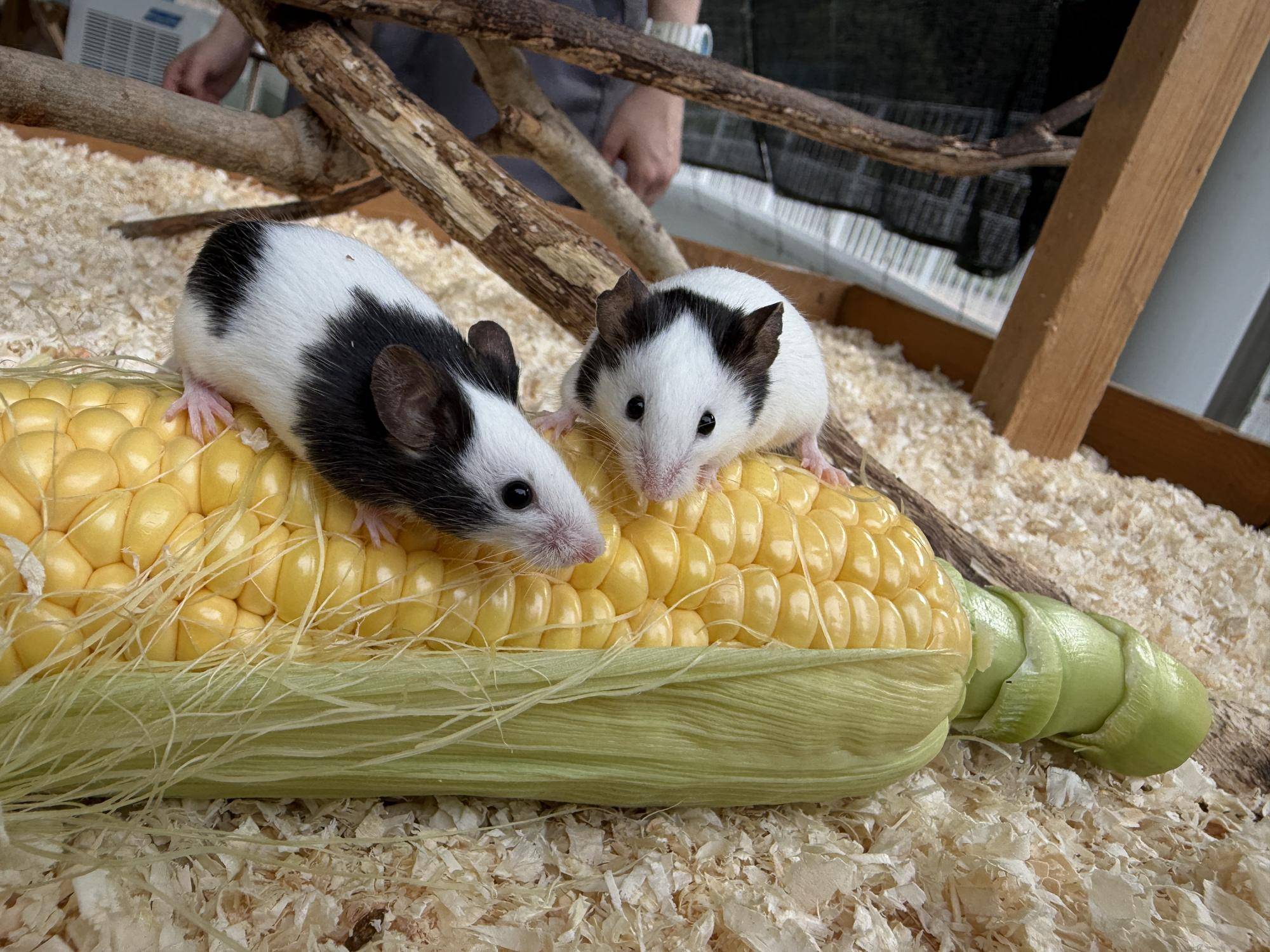 とうもろこしの上に乗るハツカネズミ.jpg
