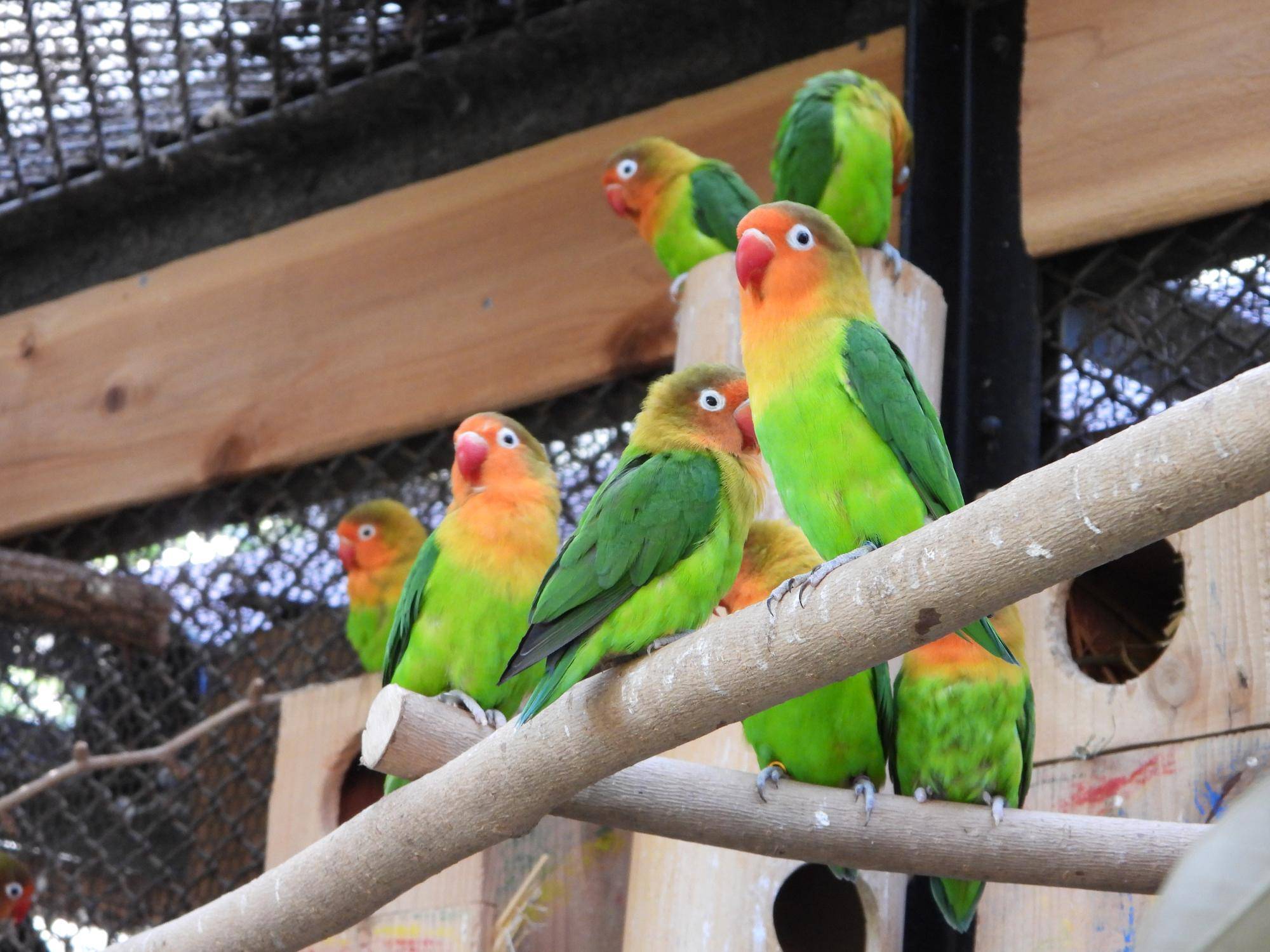 木に止まるインコたち.jpg