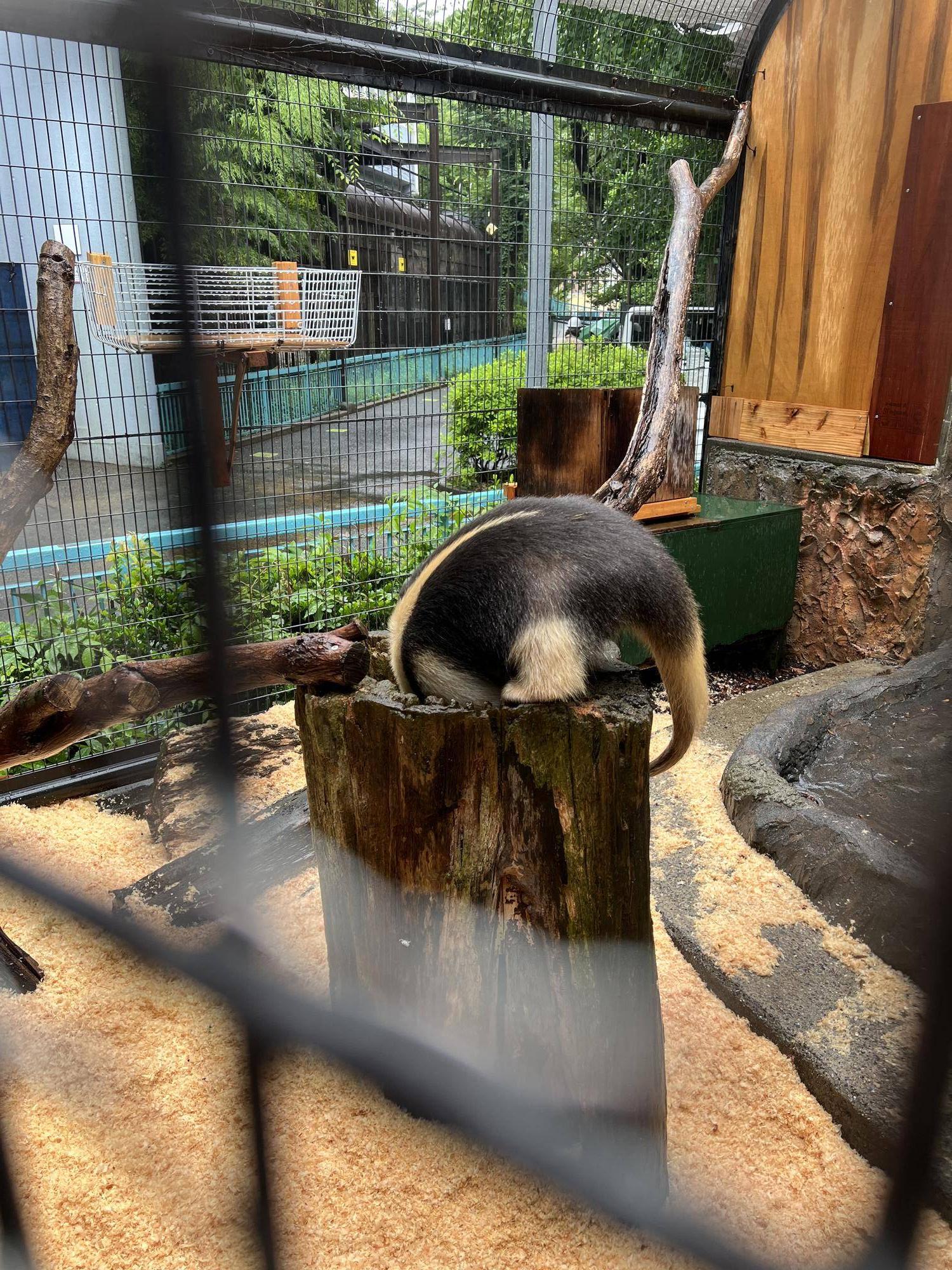 木に頭をつっこむこのは.jpeg