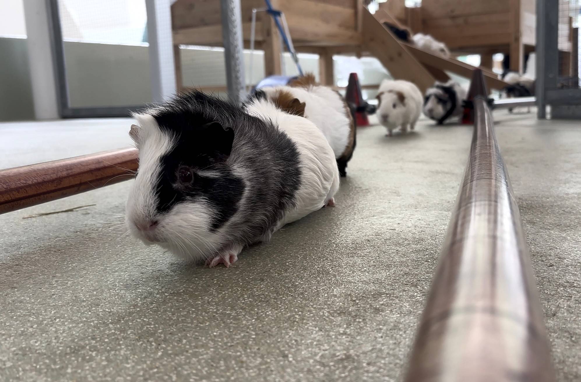モルモットがお部屋に帰る正面.jpg