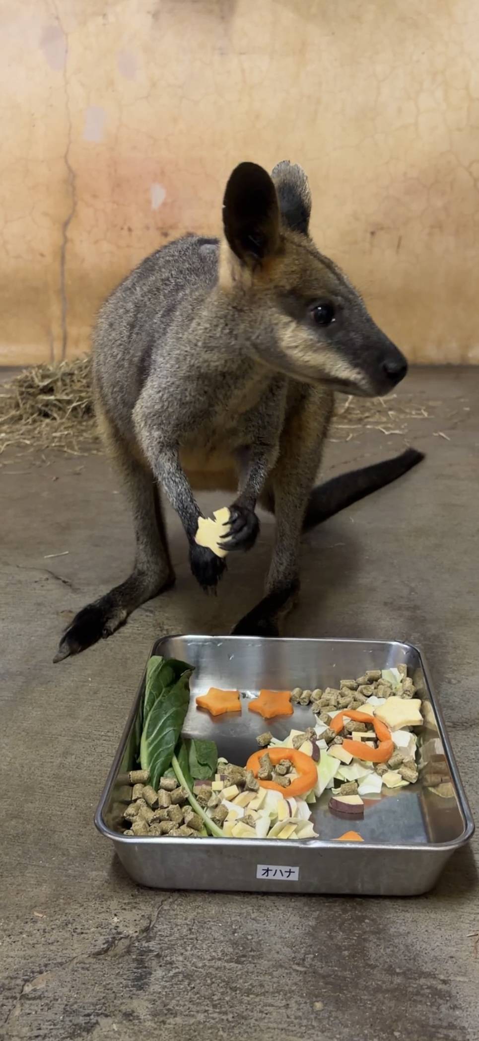 さつまいもを持って食べるオハナ①.jpg