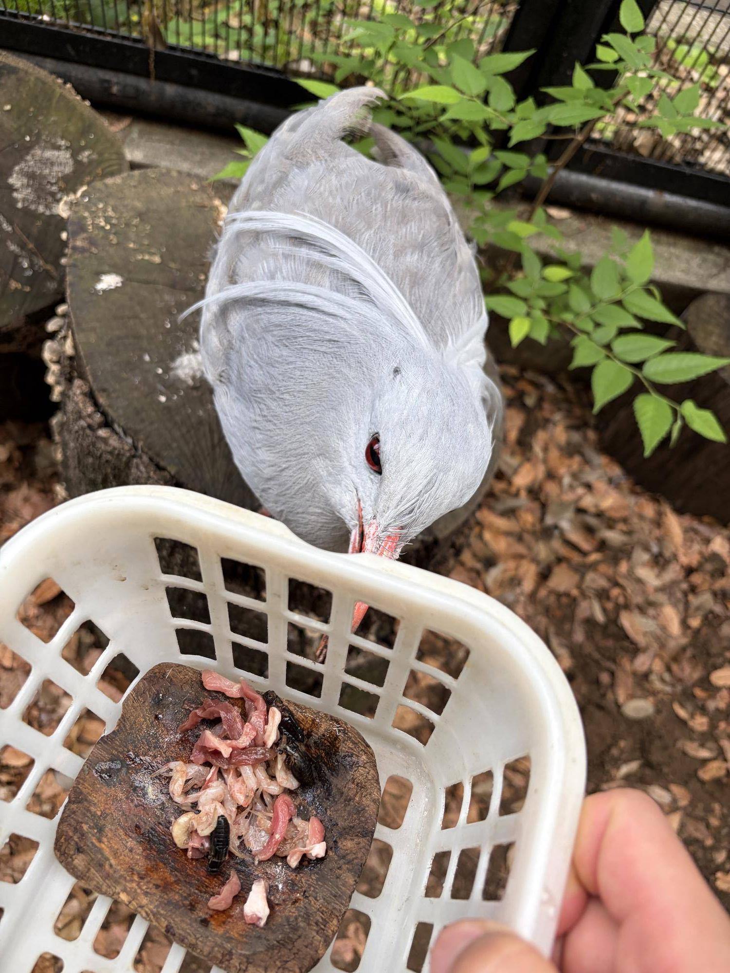 餌が入ったカゴを手繰り寄せるムラリン.jpg