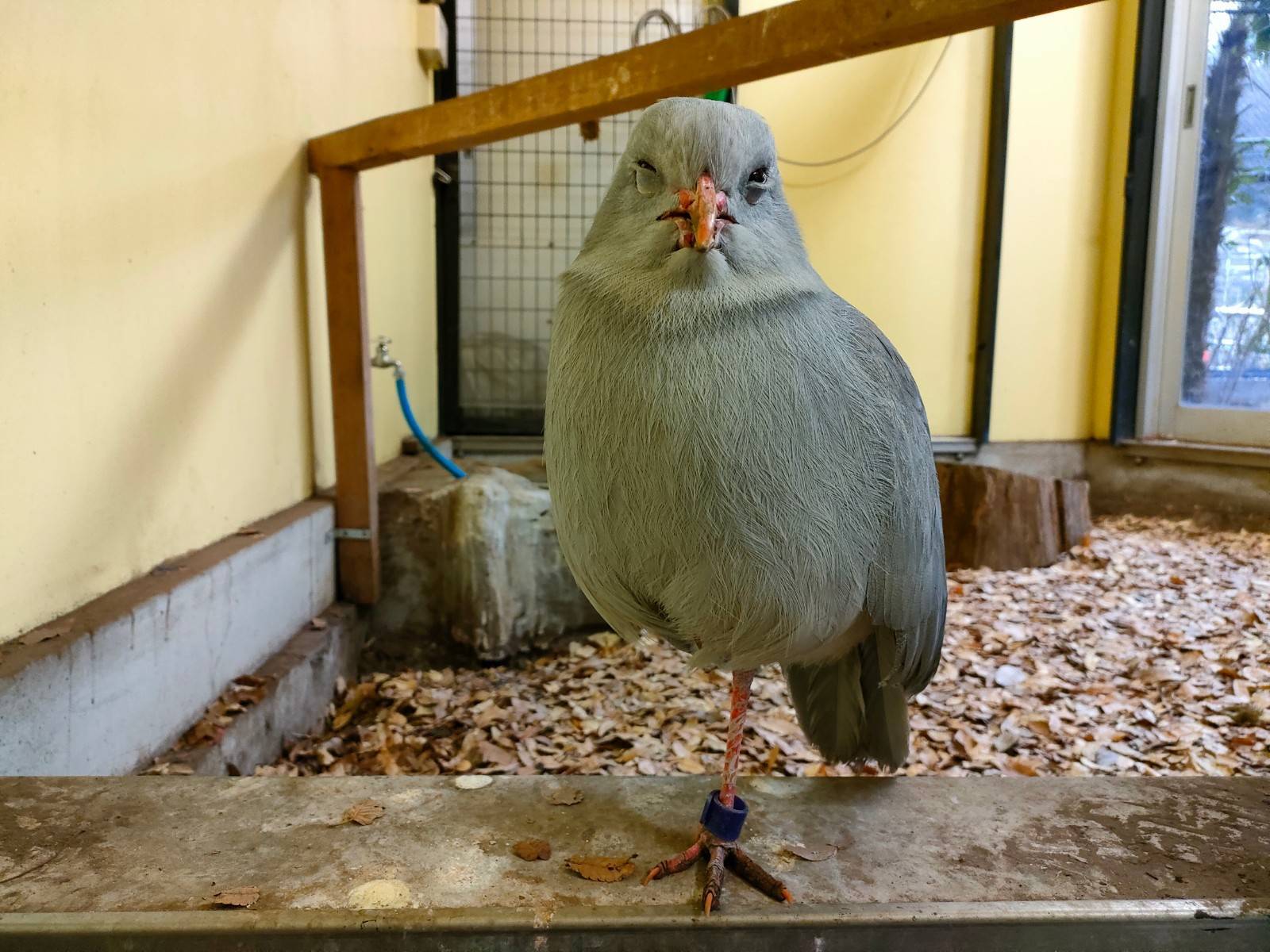半目のムラリン.jpg