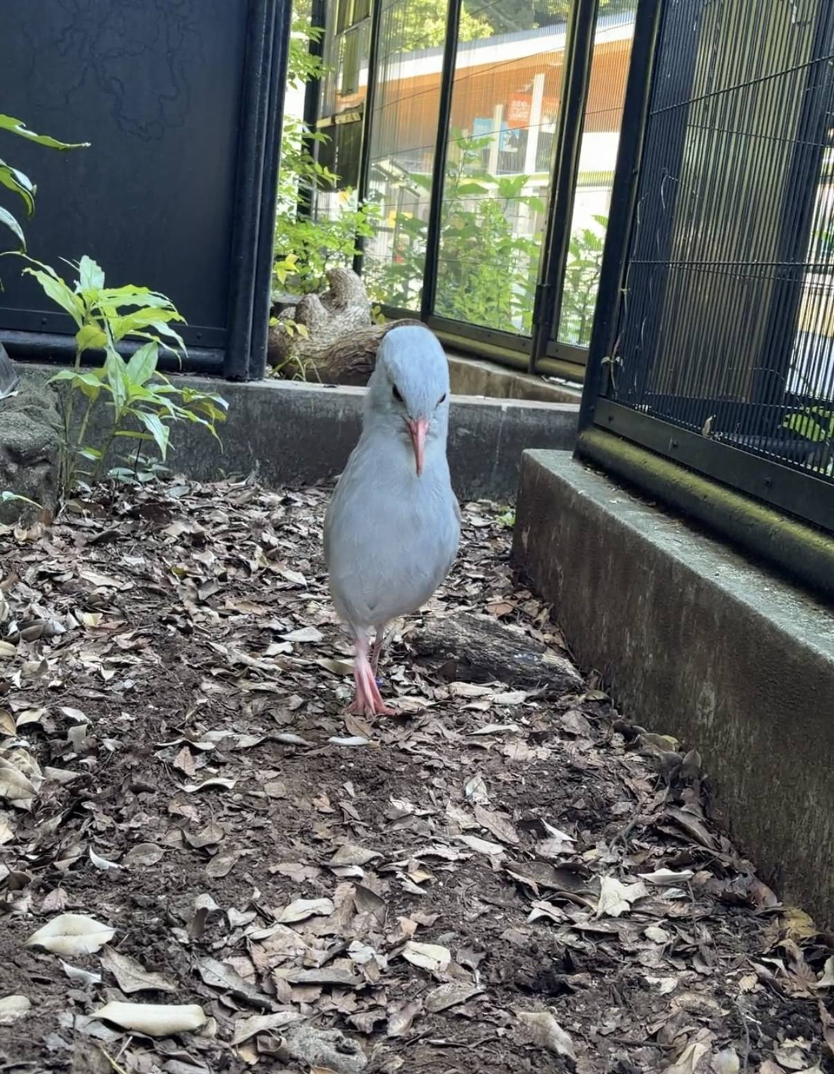駆け寄るムラリン②.jpg