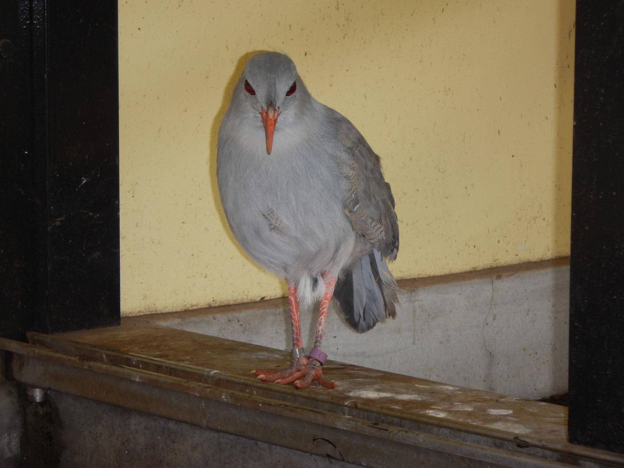 ムラリンが野毛山動物園に来てから間もない時.jpg
