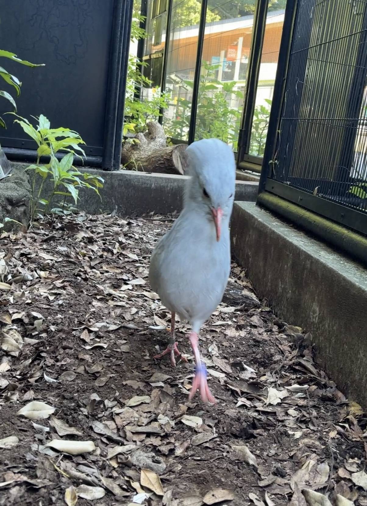 駆け寄るムラリン③.jpg