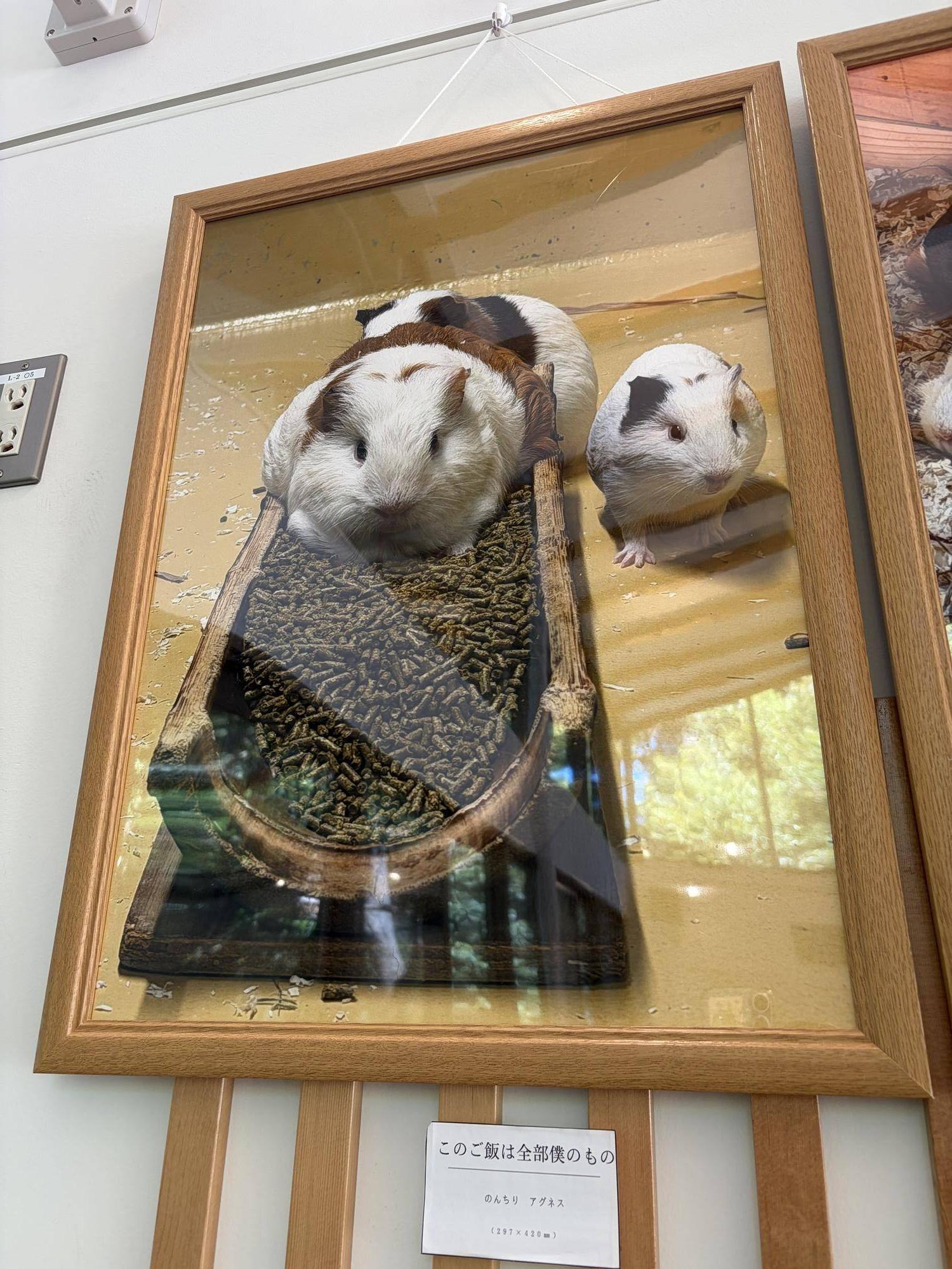 のげもる写真展 のんちり写真.jpg