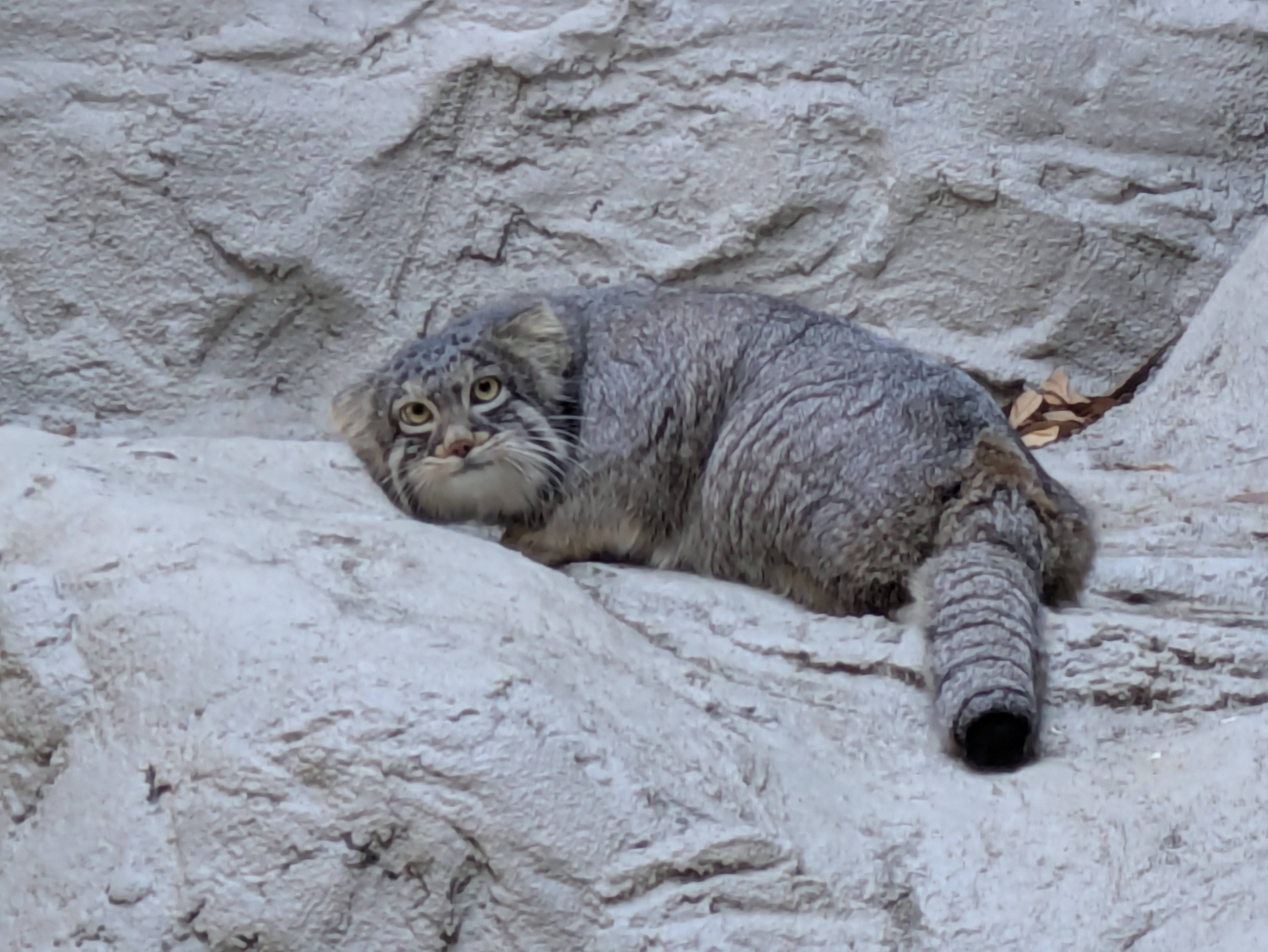 フィーガ入園.jpg