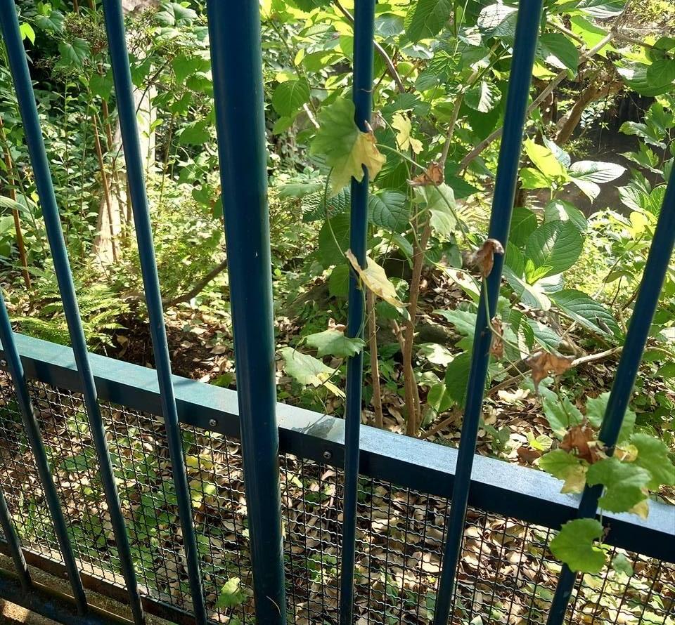 /zoo/nogeyama/authorc8504/2026/08/20260723_152107_R.jpg