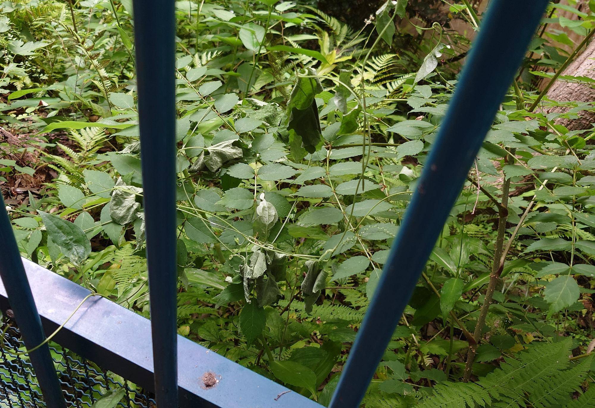 /zoo/nogeyama/authorc8504/2026/08/20260728_112140_c.jpg