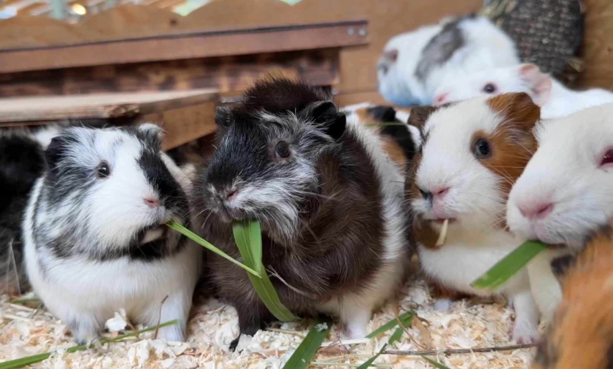青草を食べるモルモットたち.png