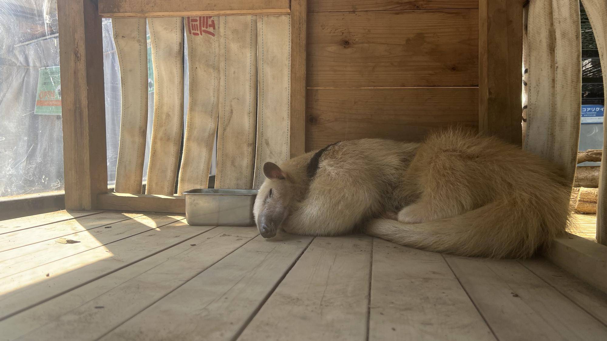 すやすや眠るアン.jpeg