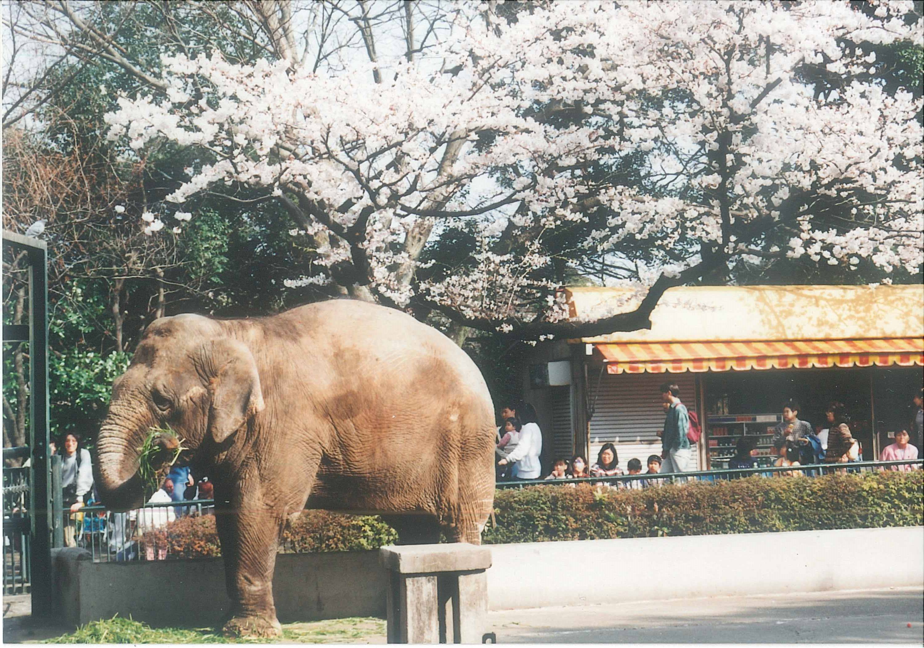 桜とはま子さん.jpg