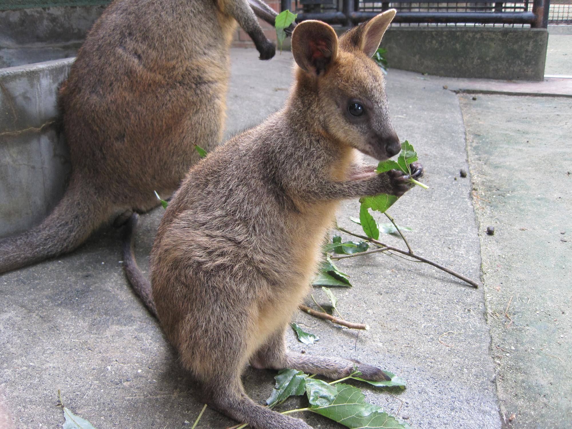 初着地から1か月 木の葉を食べるアスタ.jpg