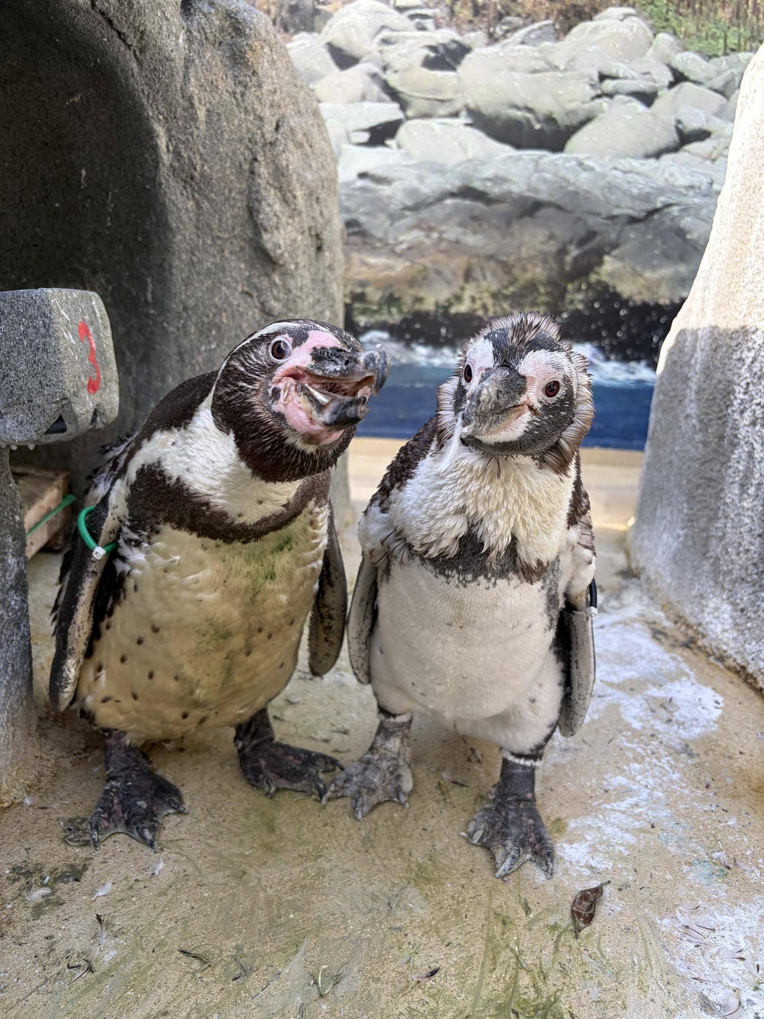 カズミアース.jpg