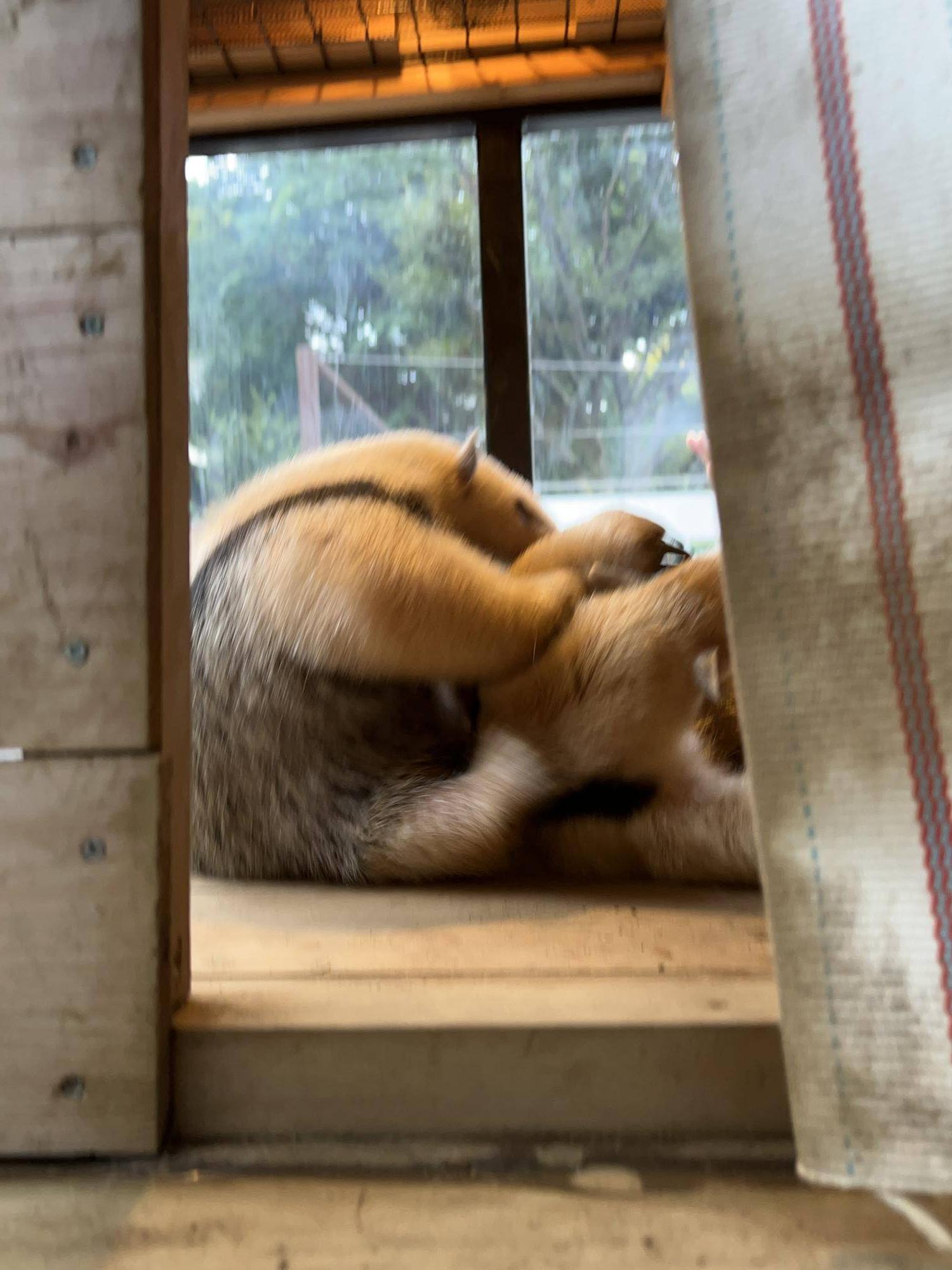 大変そうなアン.jpeg