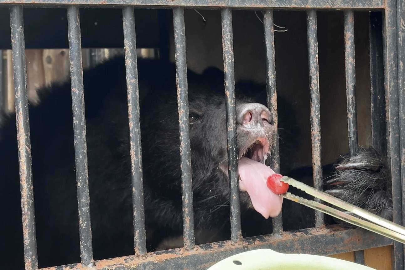 ⑦箱内でブドウを食べるコマチ.jpg
