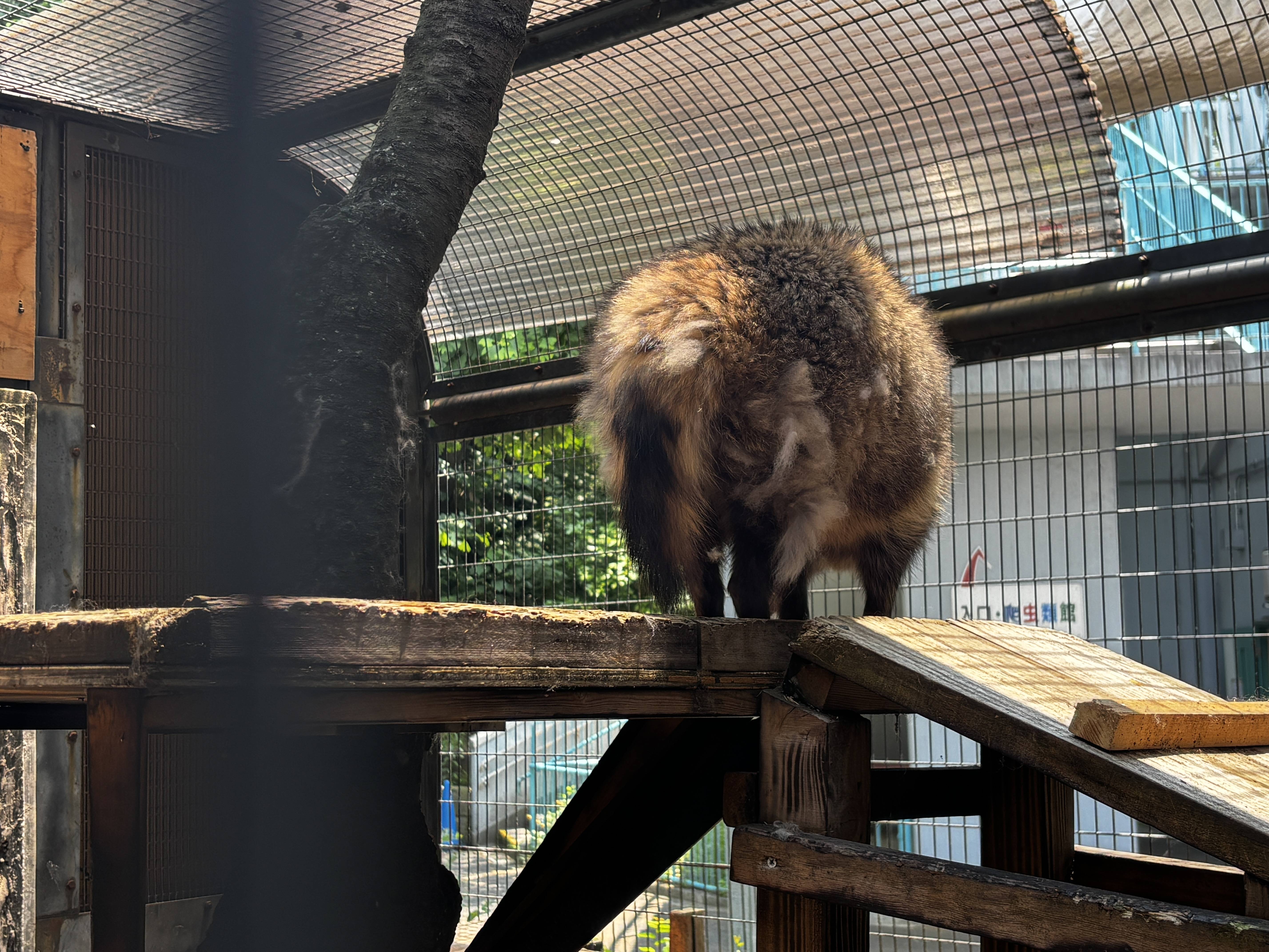 ⑧換毛期ウタの背中というよりお尻.jpg