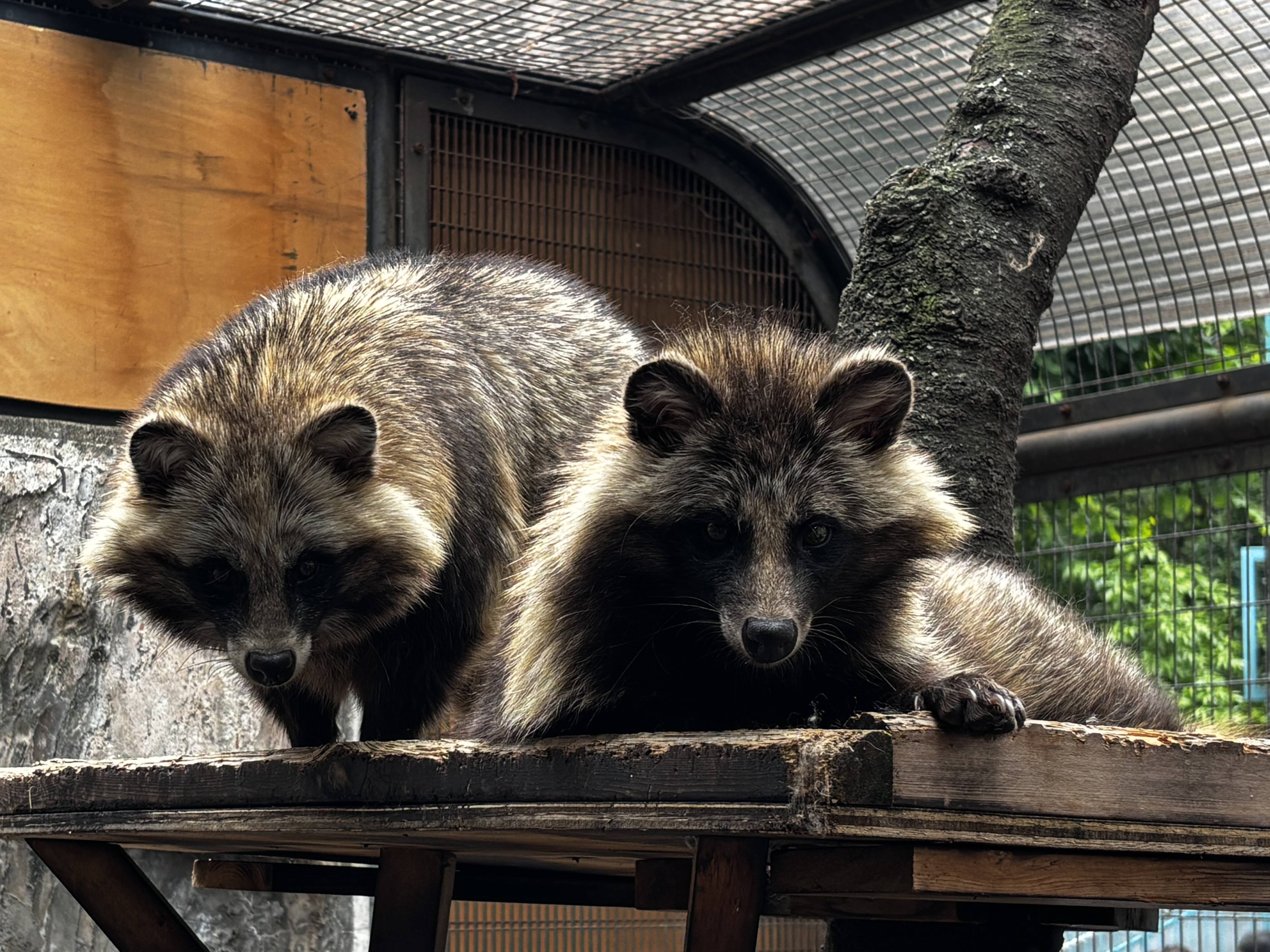 ⑧5月31日の2頭.jpg