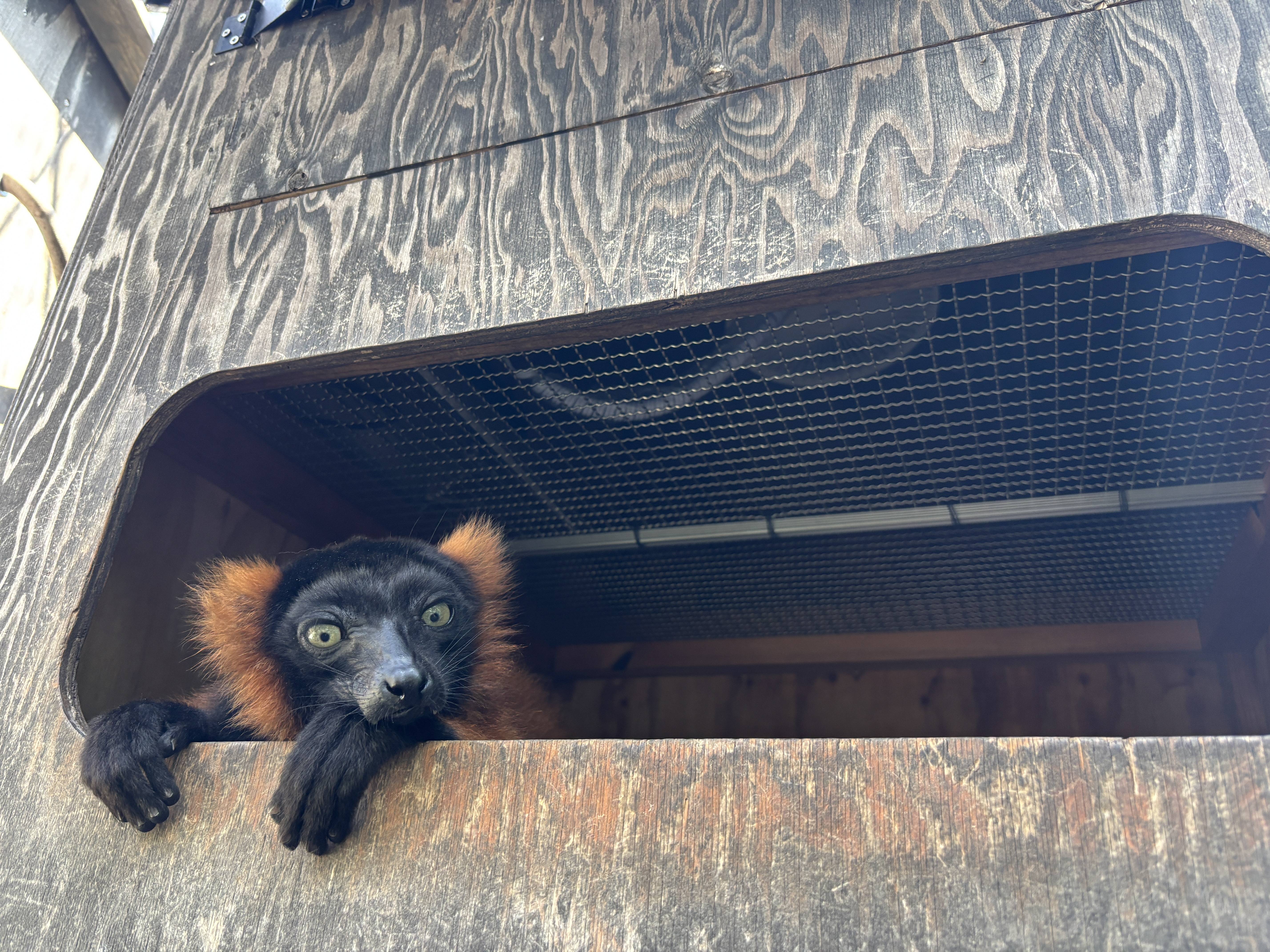 ⑧小屋から顔を出す.jpg