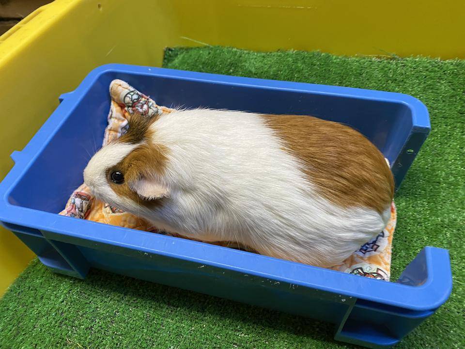 おしるこは箱入る.jpg