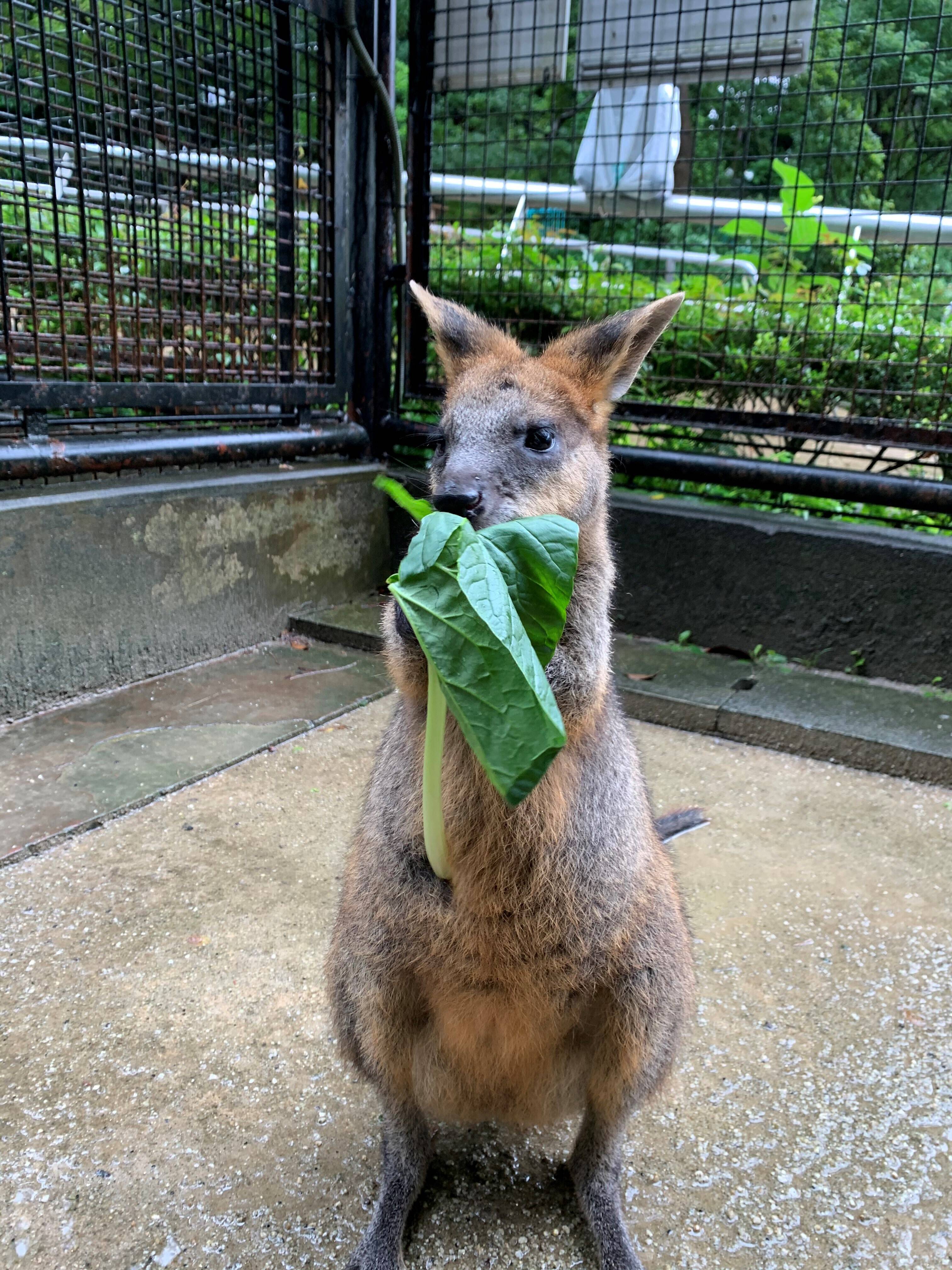 パーシー2 ブログ⑤.jpg