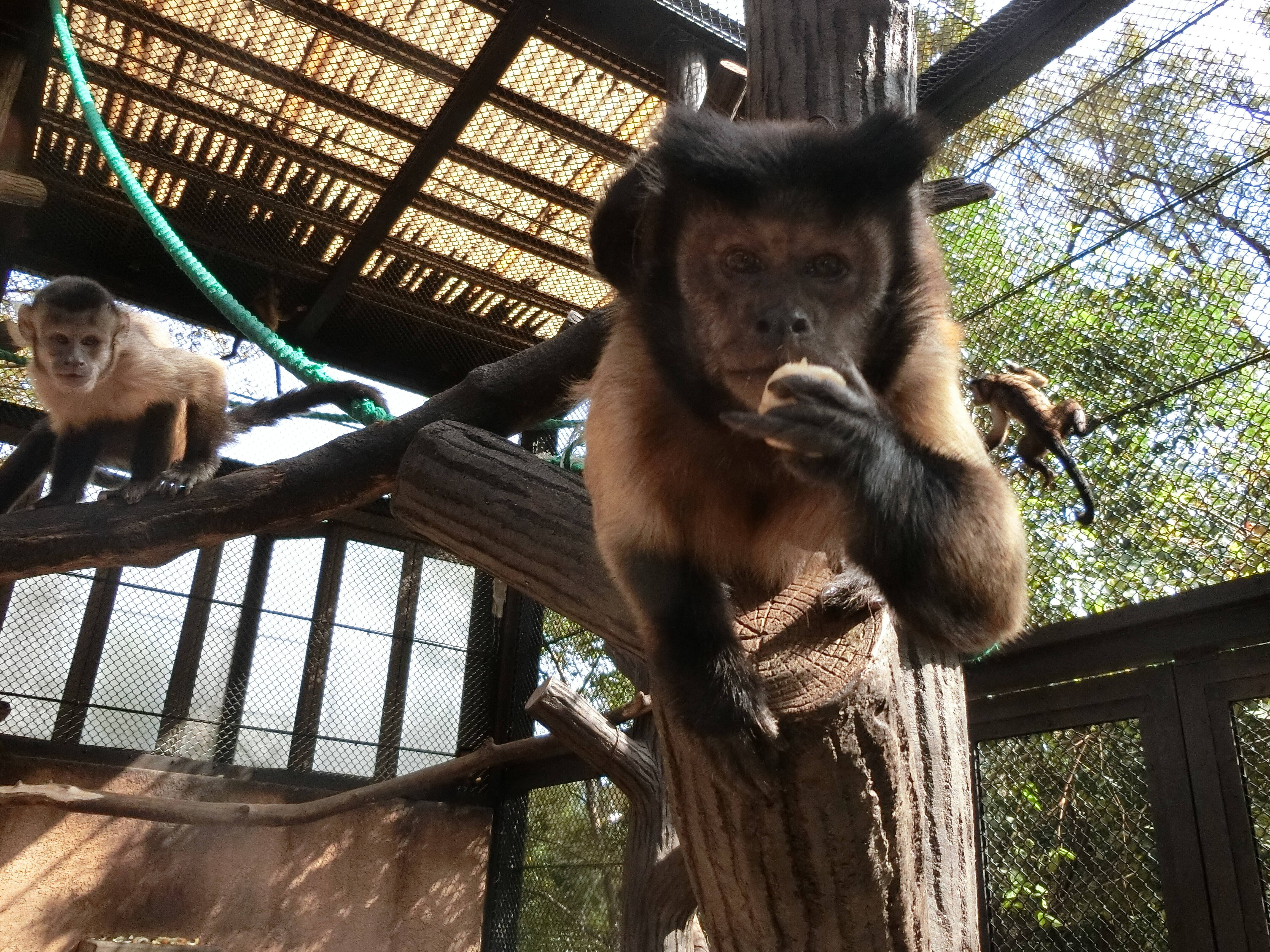 フサオマキザルの赤ちゃんが生まれました 動物トピックス 野毛山動物園公式サイト 公益財団法人 横浜市緑の協会