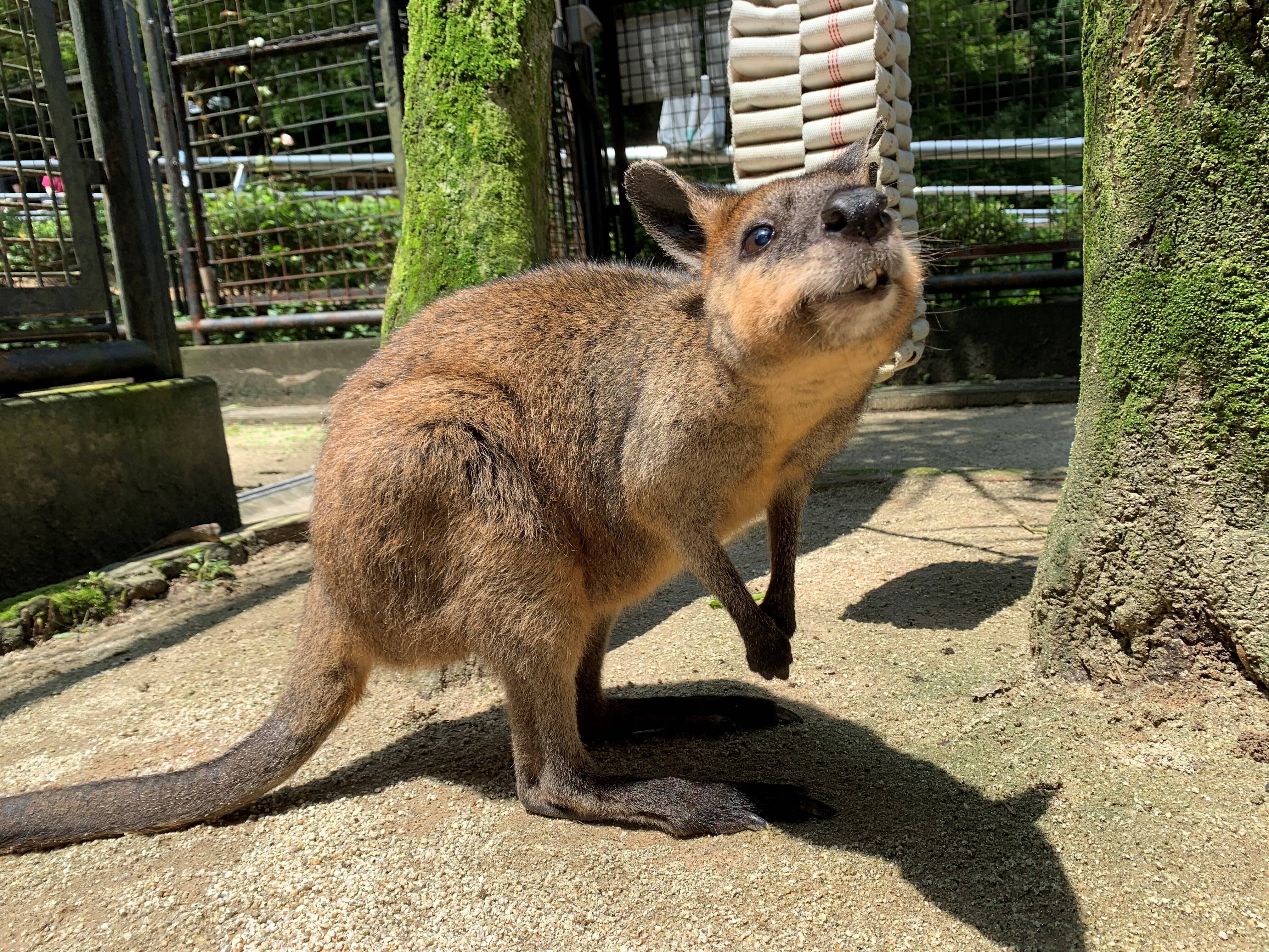 パーシー2 ブログ⑧.jpg