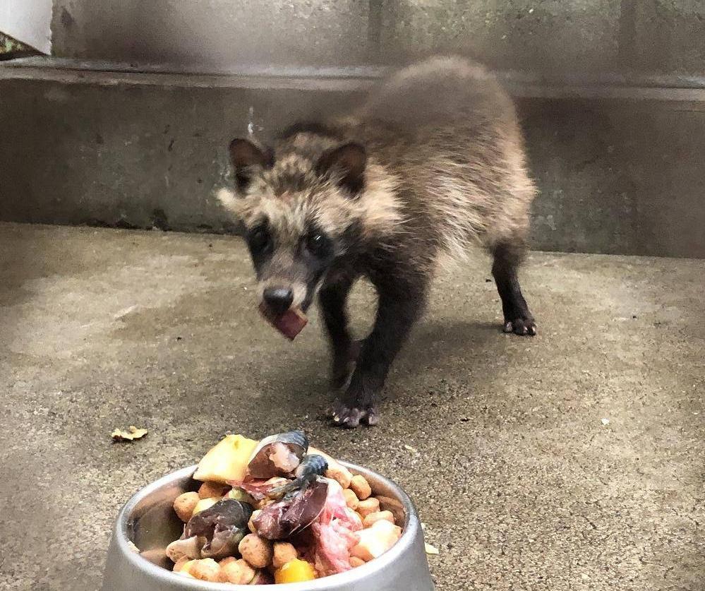 小諸市動物園【公式】 on X: 