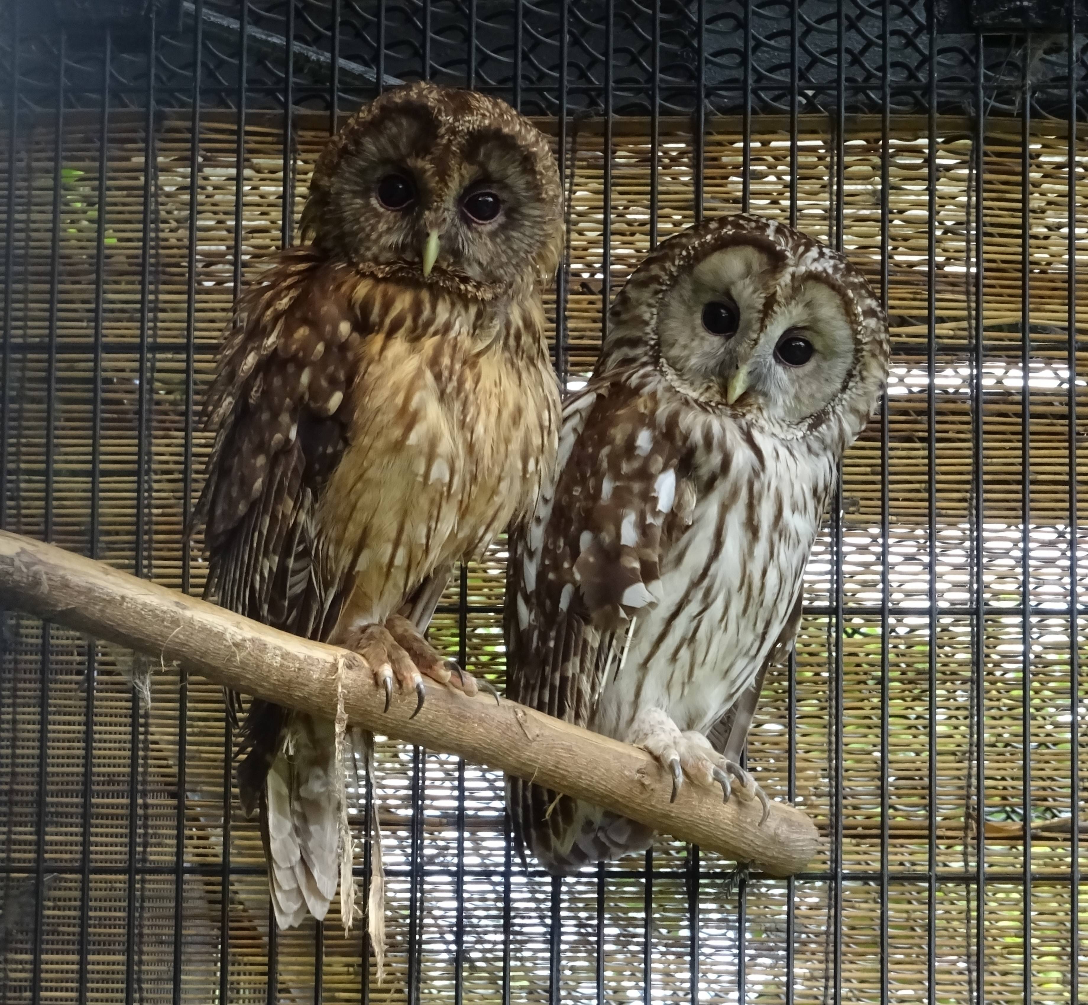 君の名は 動物トピックス 野毛山動物園公式サイト 公益財団法人 横浜市緑の協会 君の名は 動物トピックス 野毛山動物園公式サイト 公益財団法人 横浜市緑の協会