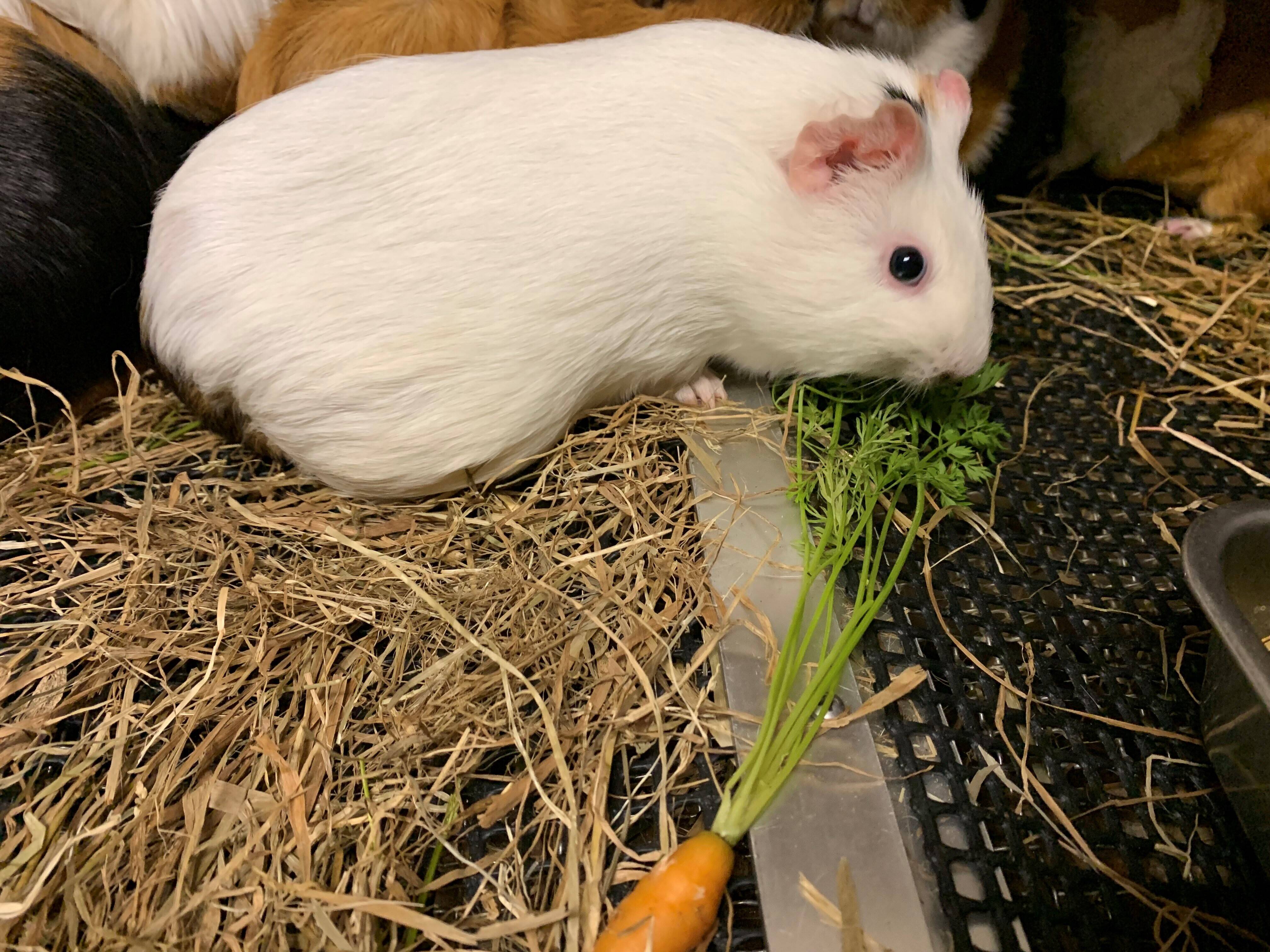 モル 人参③.jpg