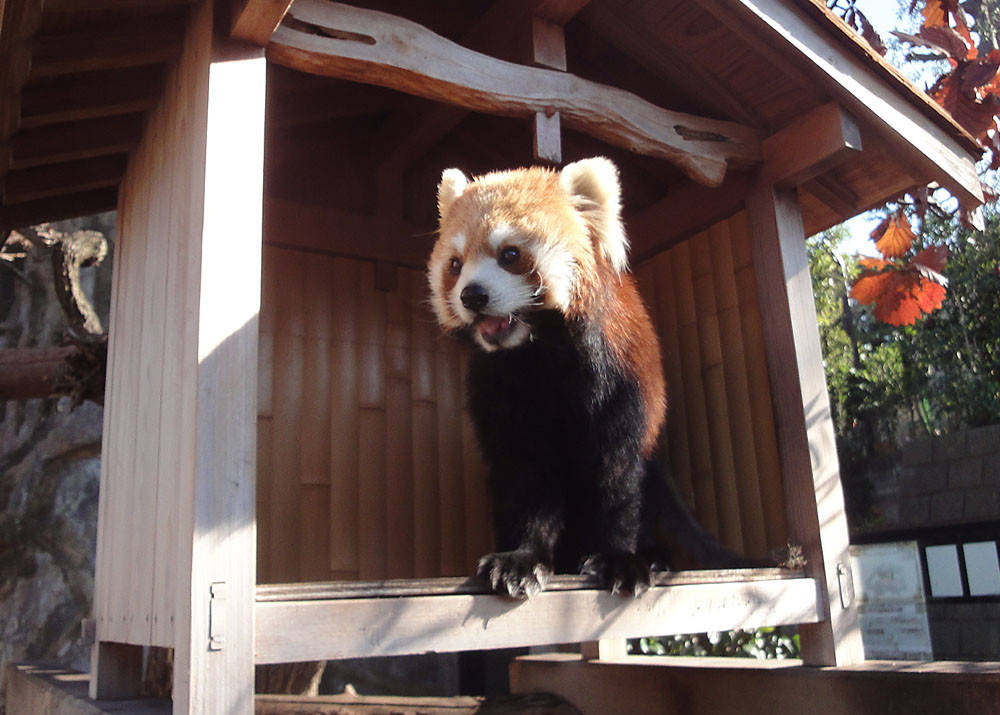 パンダ7.jpg