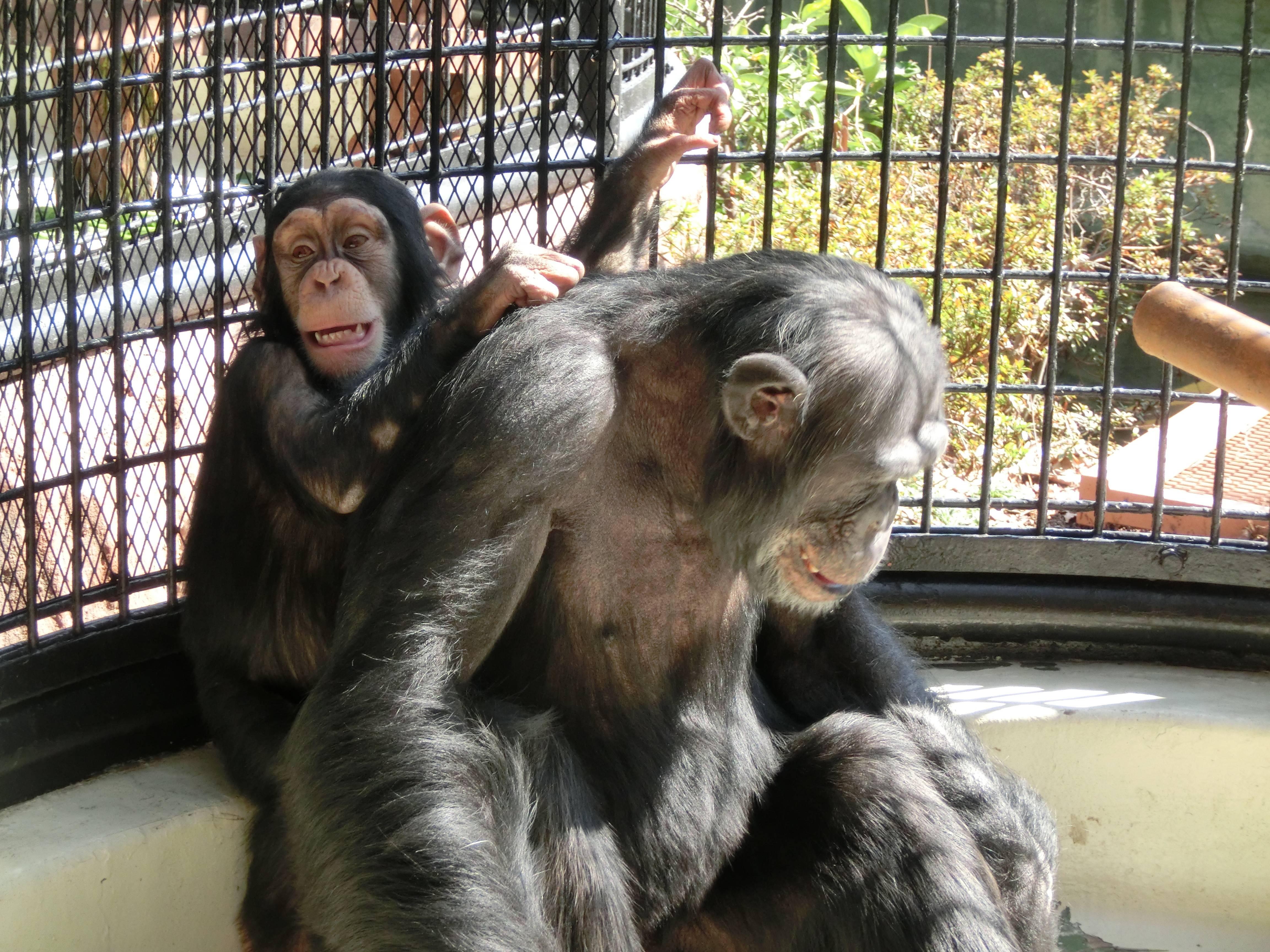 チンパンジー0904⑨.jpg