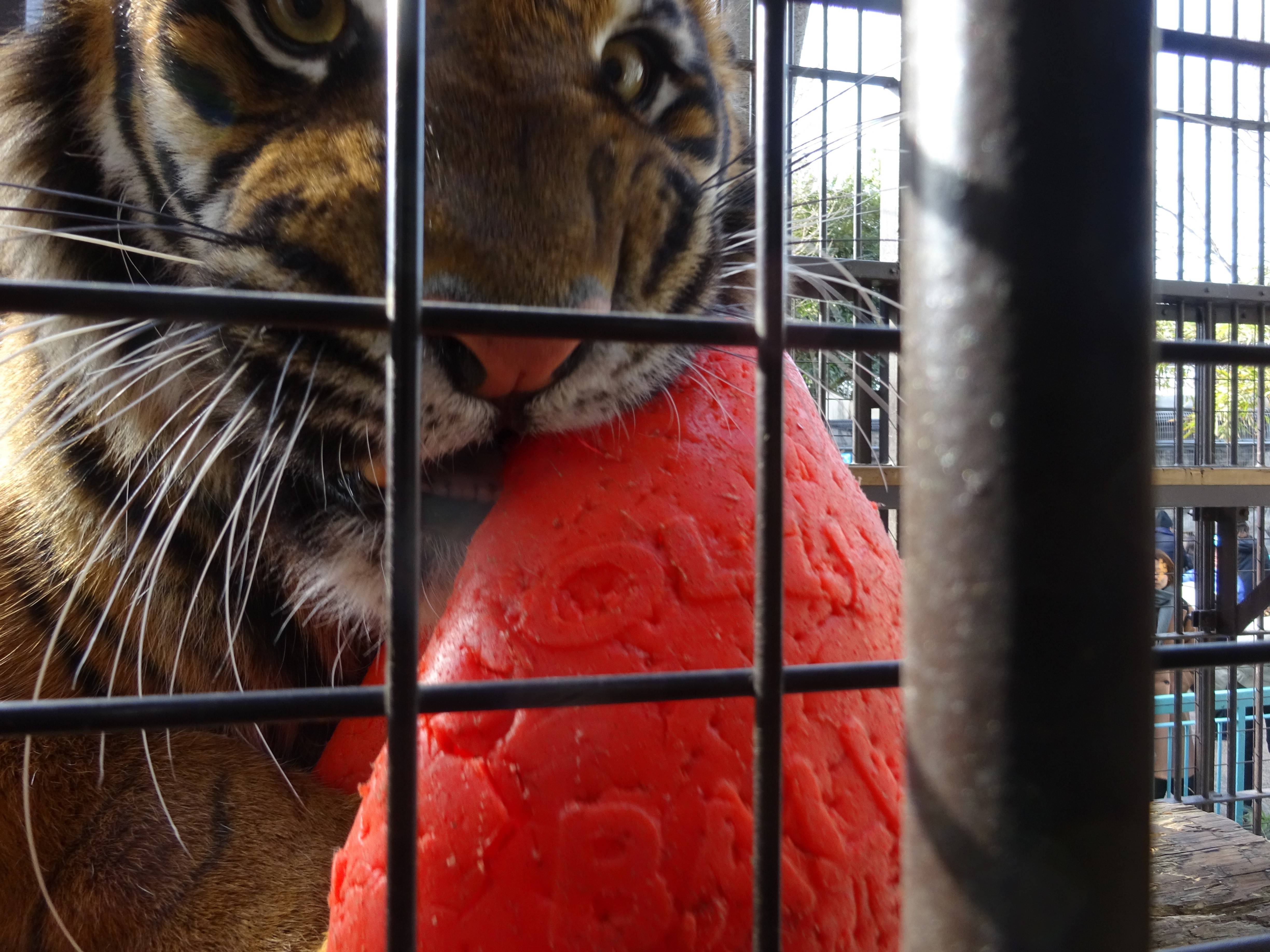 ミンピには ボール を のげやま とらいおん Try On 野毛山動物園公式サイト 公益財団法人 横浜市緑の協会 ミンピには ボール を のげやま とらいおん Try On 野毛山動物園公式サイト 公益財団法人 横浜市緑の協会