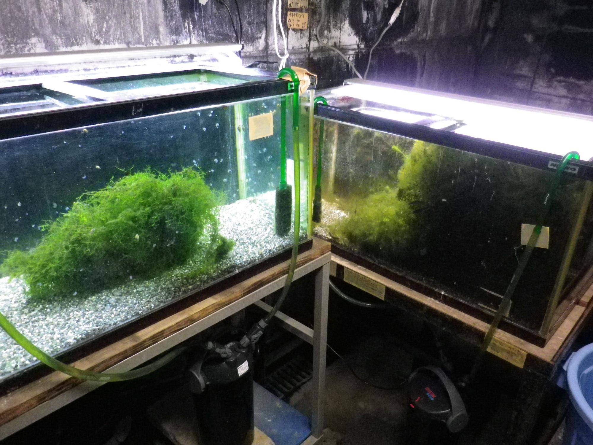 ２つの水槽.jpg