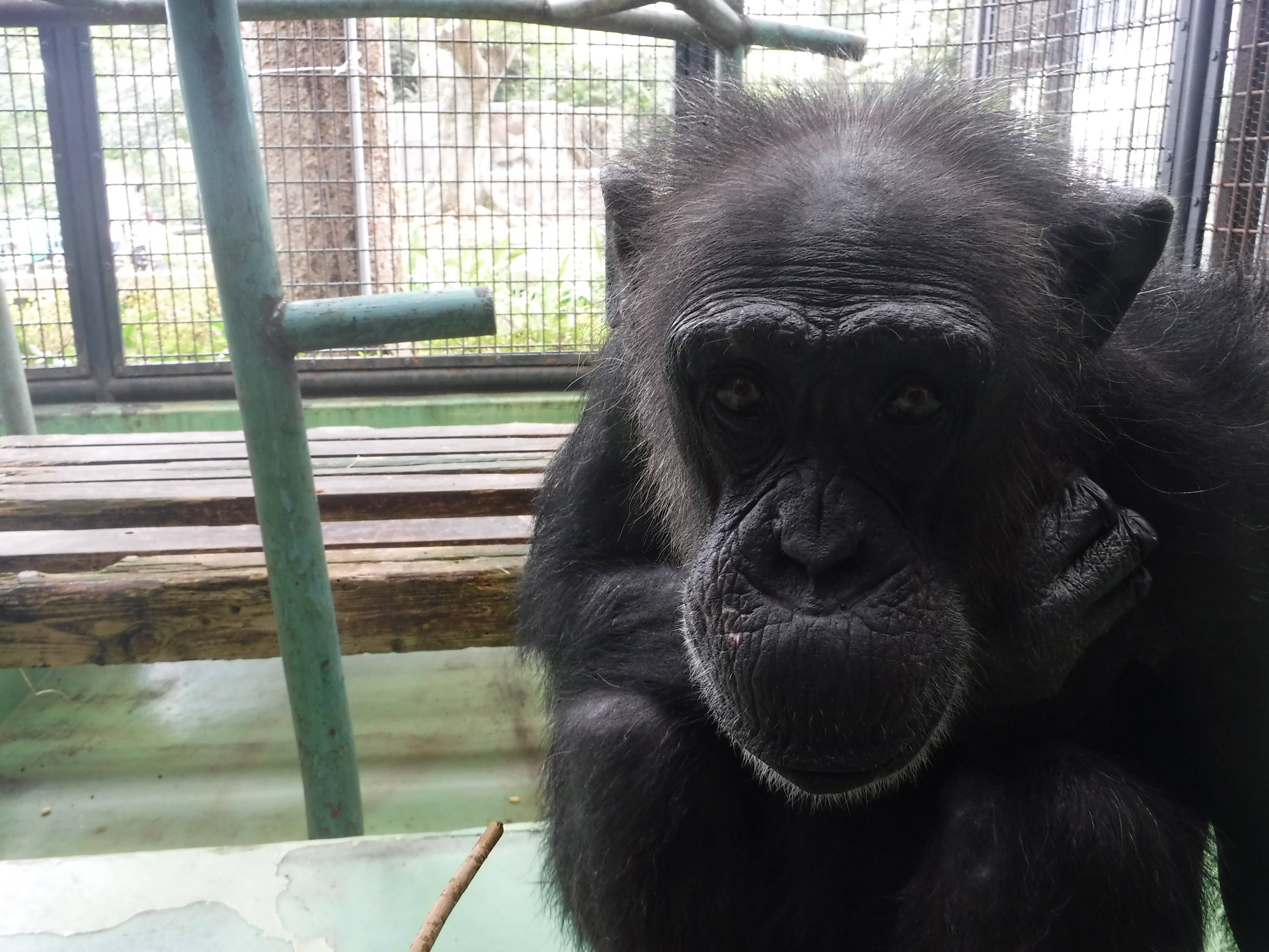 チンパンジーの コナツ 天国へ 福岡市動物園 西日本新聞me
