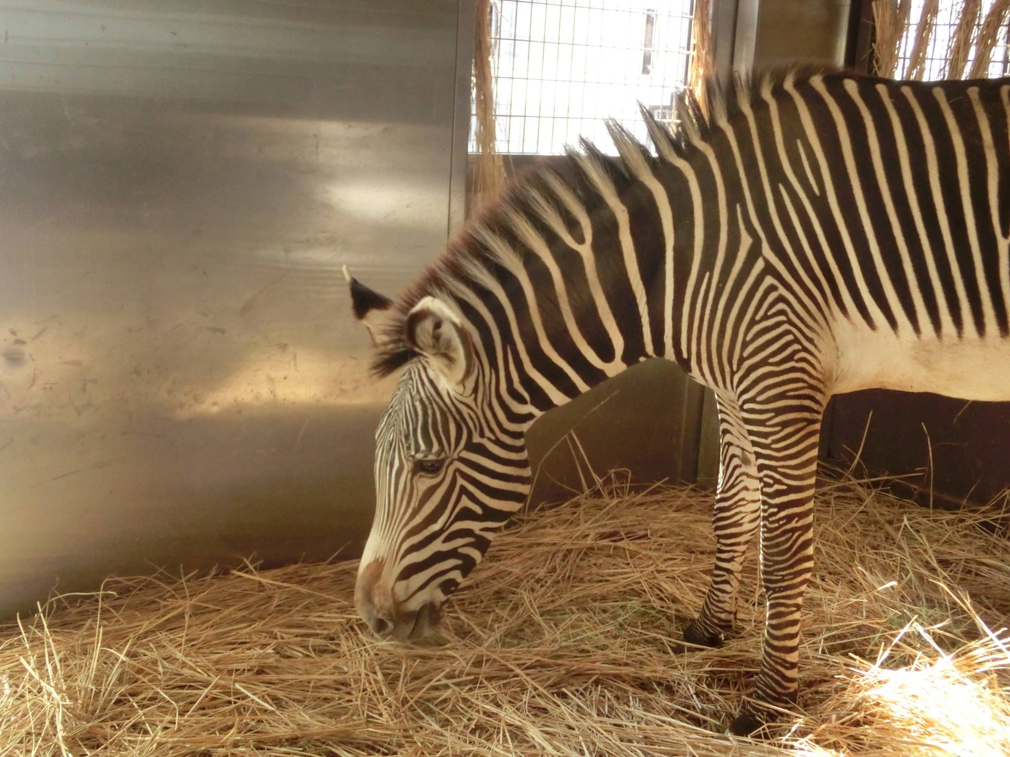 ラッキー ココロに出会う 動物トピックス 野毛山動物園公式サイト 公益財団法人 横浜市緑の協会