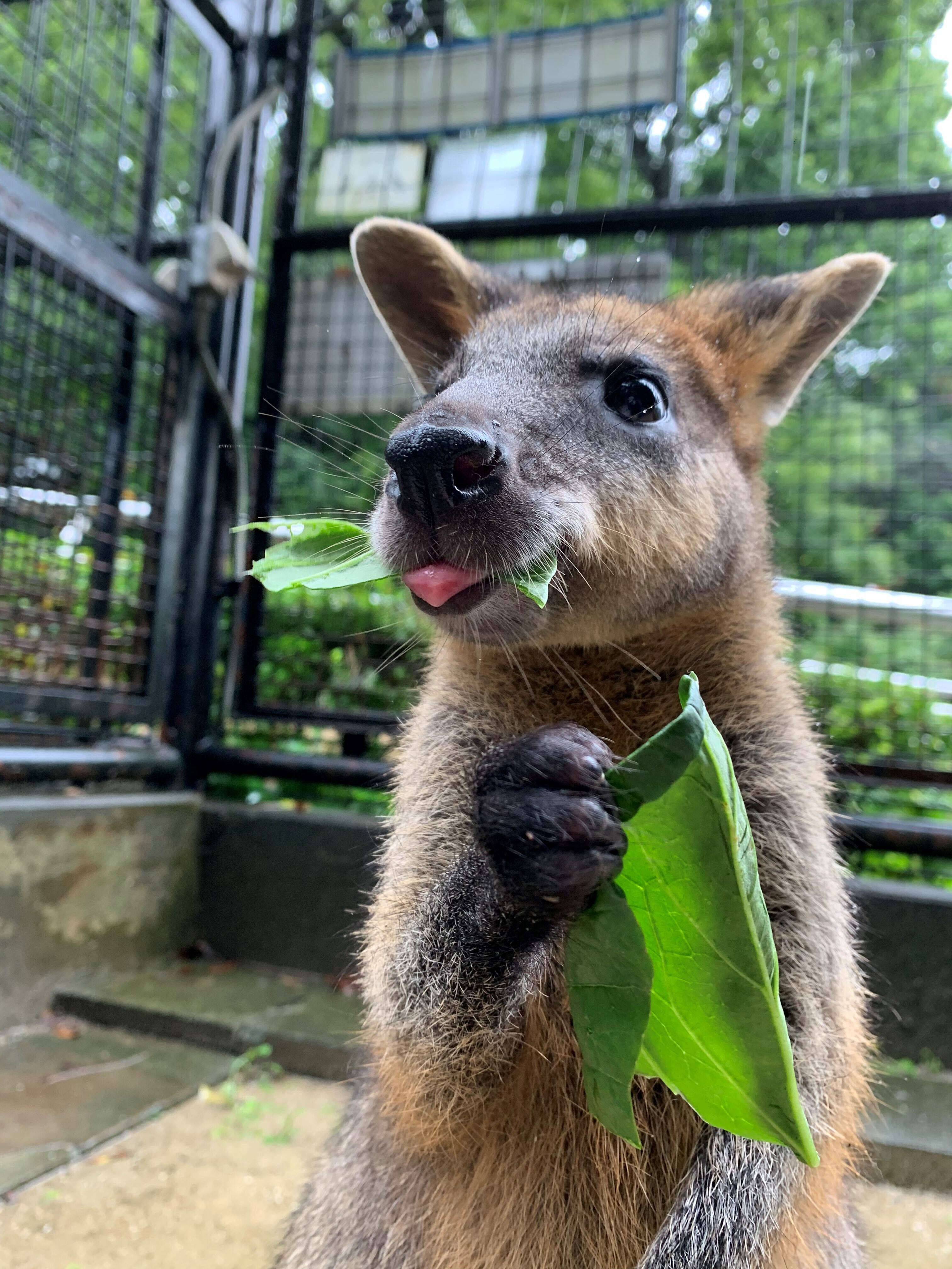 パーシー2 ブログ②.jpg