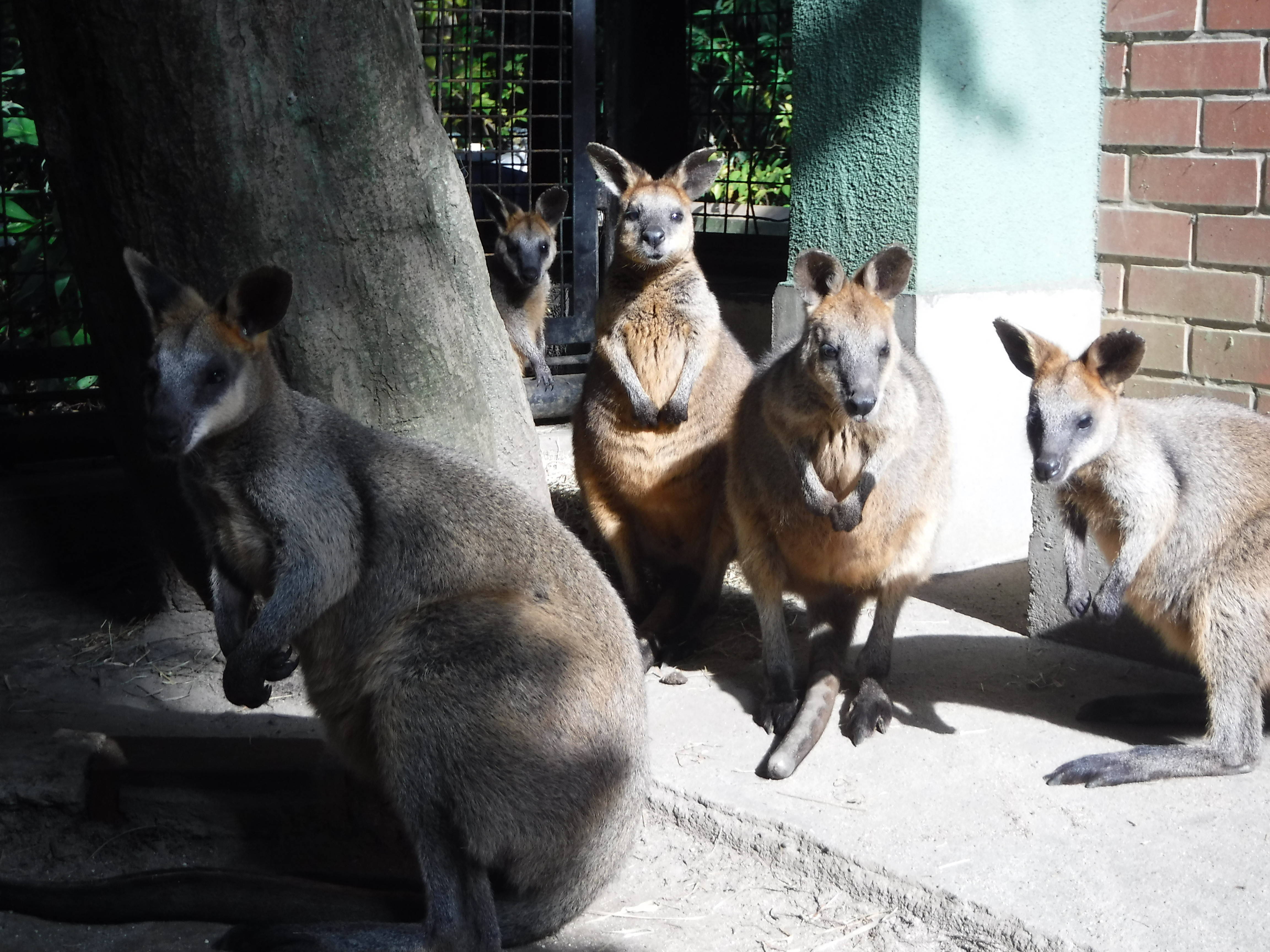オグロワラビーチームの近況報告 動物トピックス 野毛山動物園公式サイト 公益財団法人 横浜市緑の協会