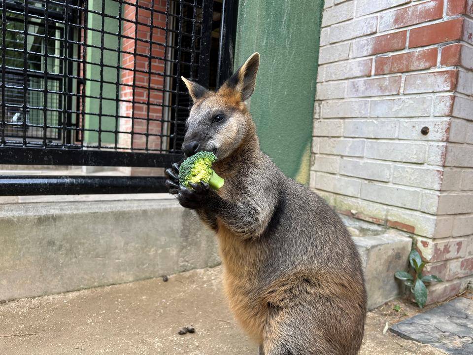 バロンとブロッコリー (1).jpg