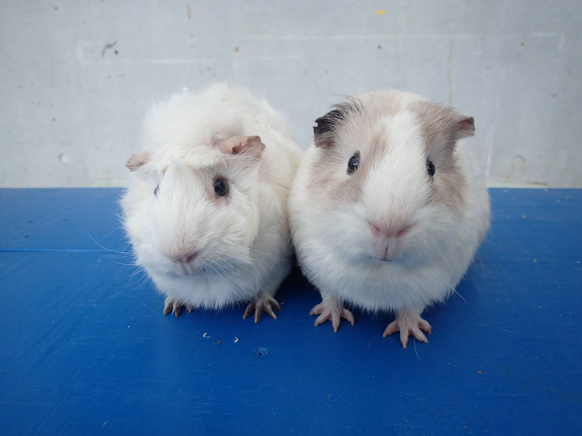 モルモットのお名前 見た目の巻 動物トピックス 野毛山動物園公式サイト 公益財団法人 横浜市緑の協会