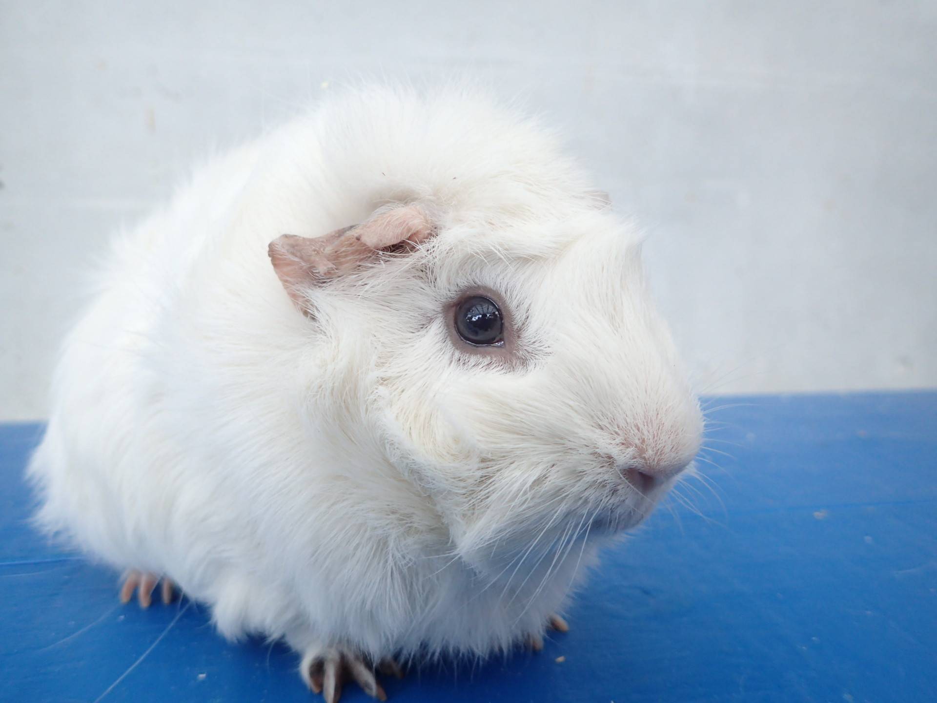 モルモットのお名前 見た目の巻 動物トピックス 野毛山動物園公式サイト 公益財団法人 横浜市緑の協会