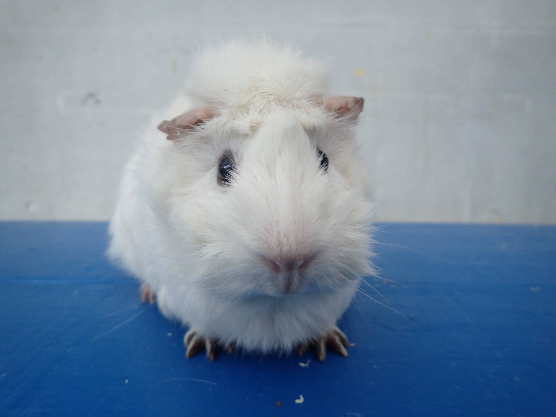 モルモットのお名前 見た目の巻 動物トピックス 野毛山動物園公式サイト 公益財団法人 横浜市緑の協会 モルモットのお名前 見た目の巻 動物トピックス 野毛山動物園公式サイト 公益財団法人 横浜市緑の協会