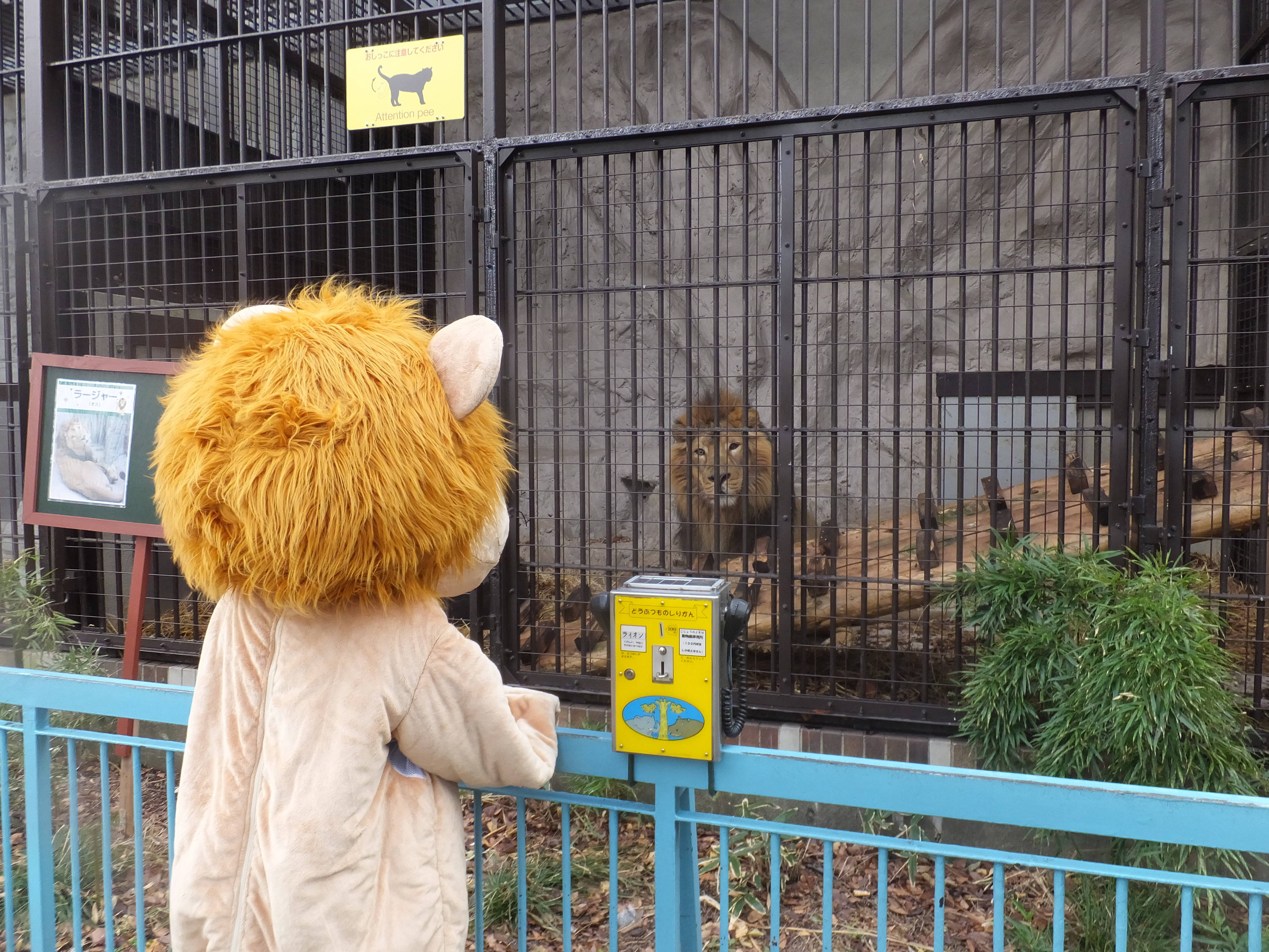 らいおんくん」ふたたび|動物トピックス｜ブログ|野毛山動物園