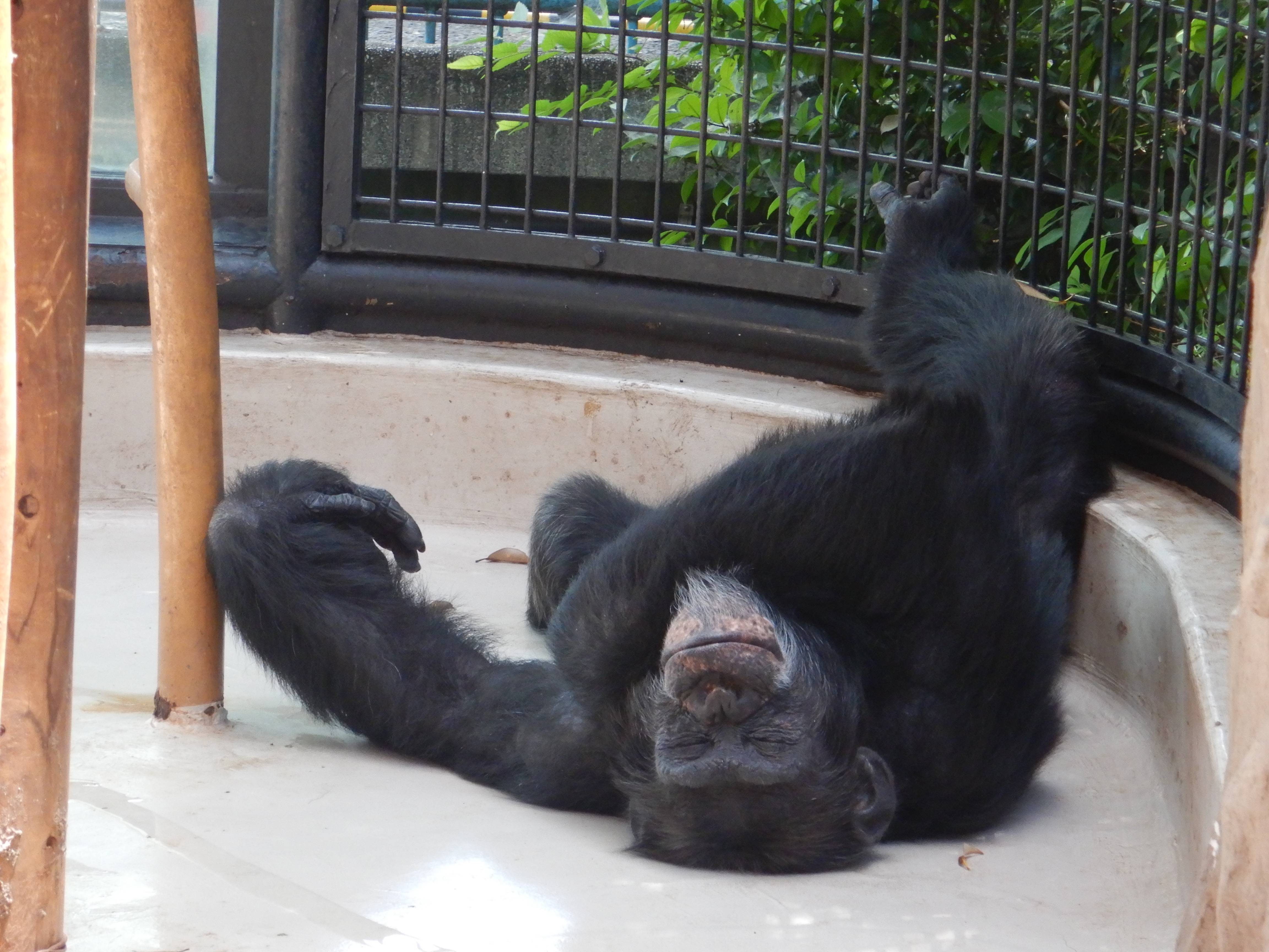 暑い みらいを見つめるチンパンジー 野毛山動物園公式サイト 公益財団法人 横浜市緑の協会