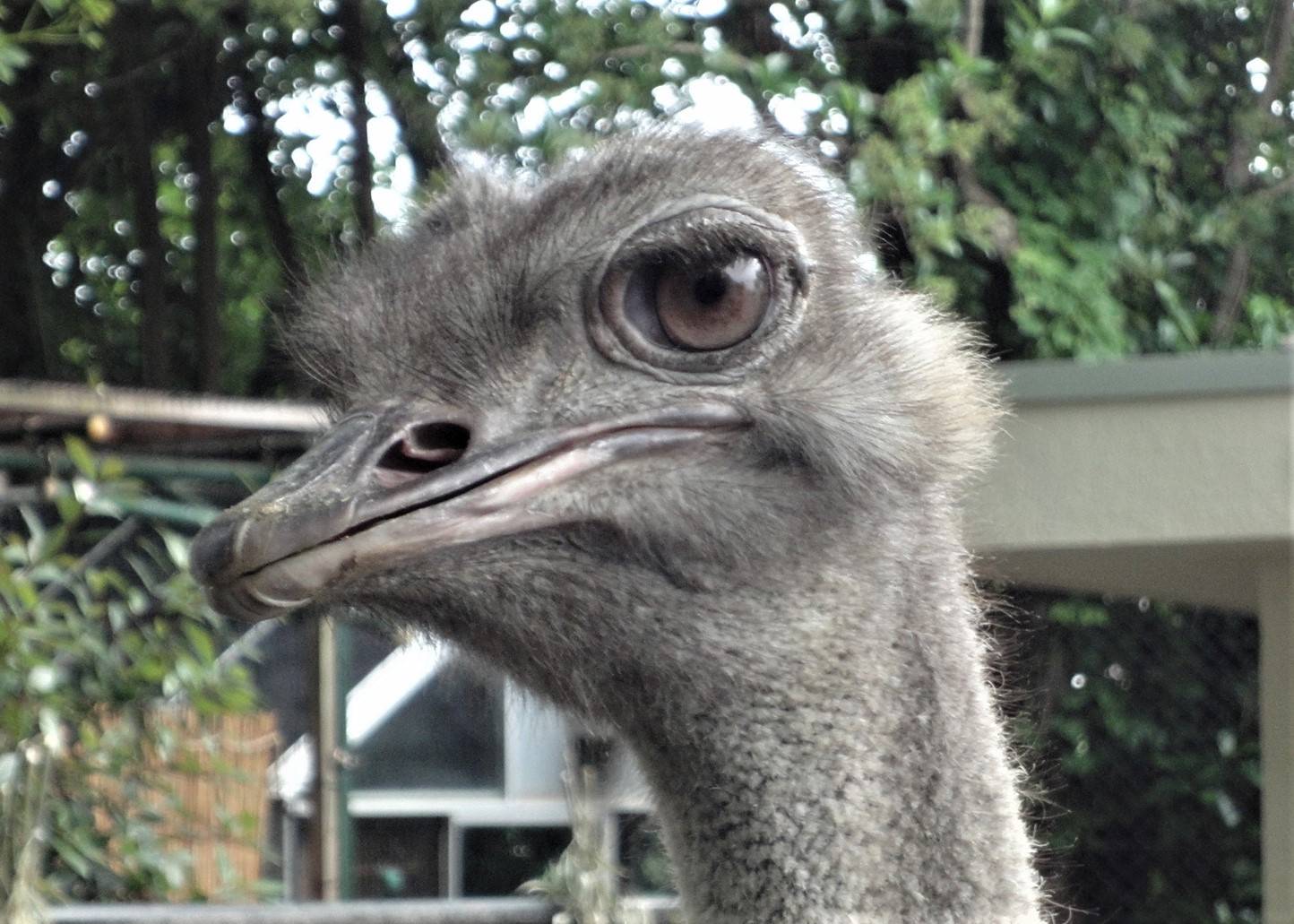 ダチョウの顔のアップ.jpg