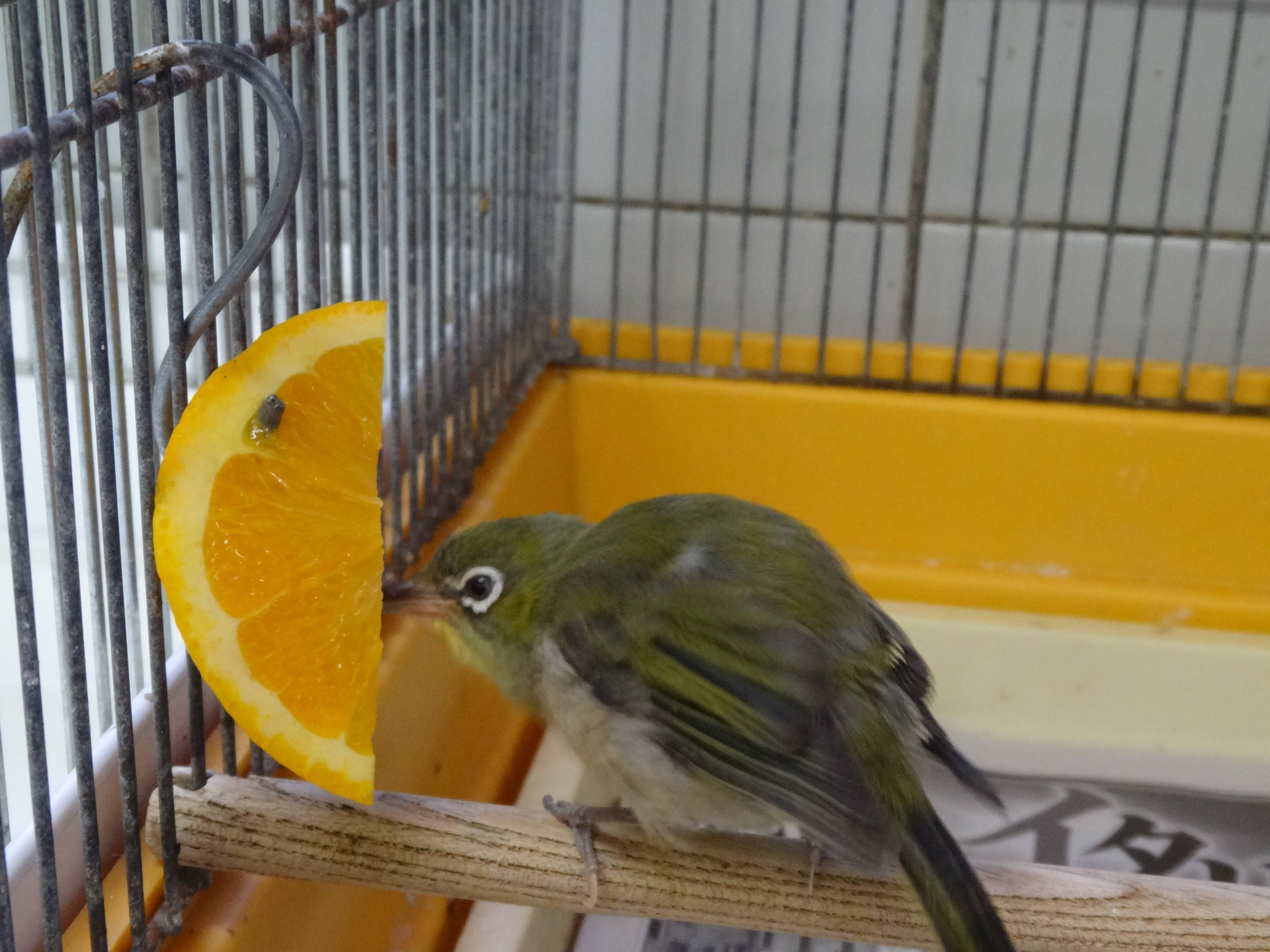 2017ブログトピック1107④ .jpg