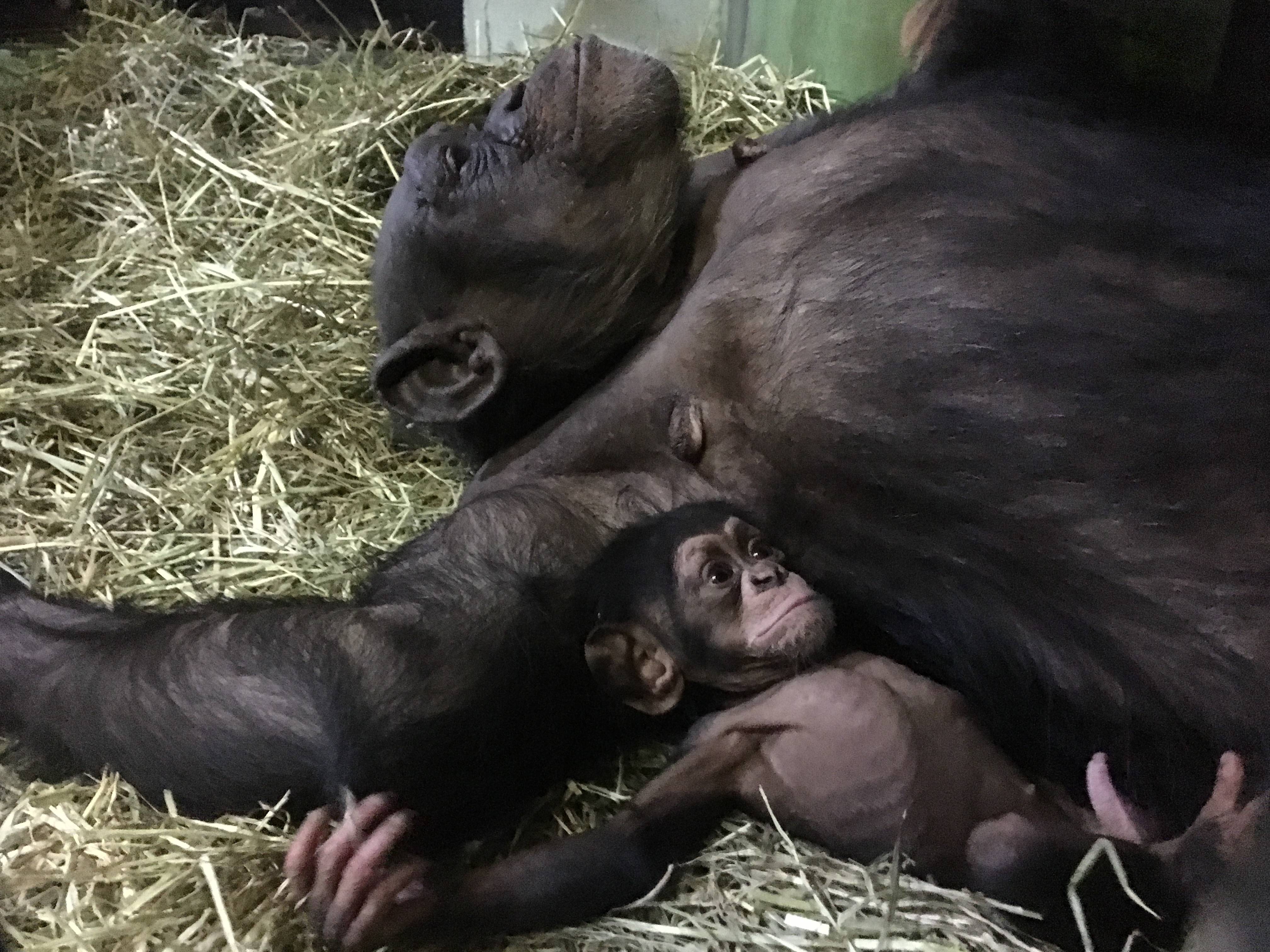 0歳と50歳 みらいを見つめるチンパンジー 野毛山動物園公式サイト 公益財団法人 横浜市緑の協会
