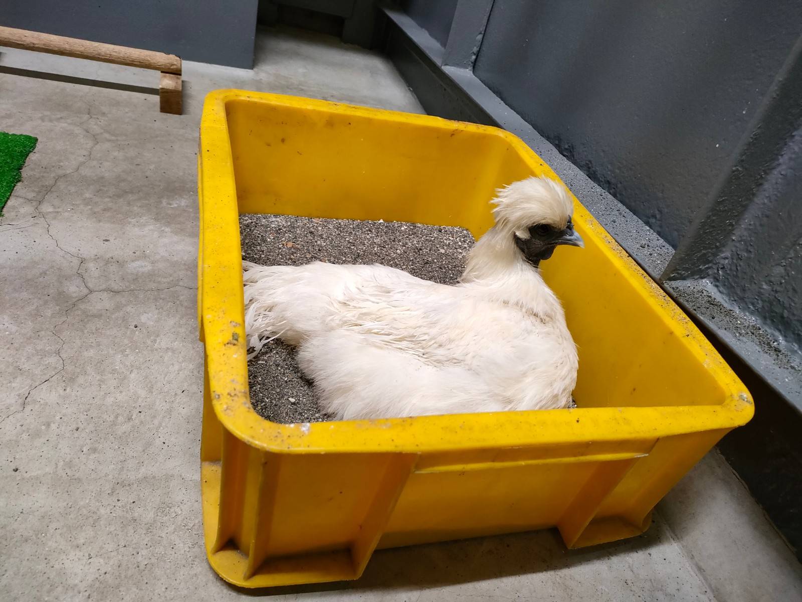 砂浴び中のぴーたん